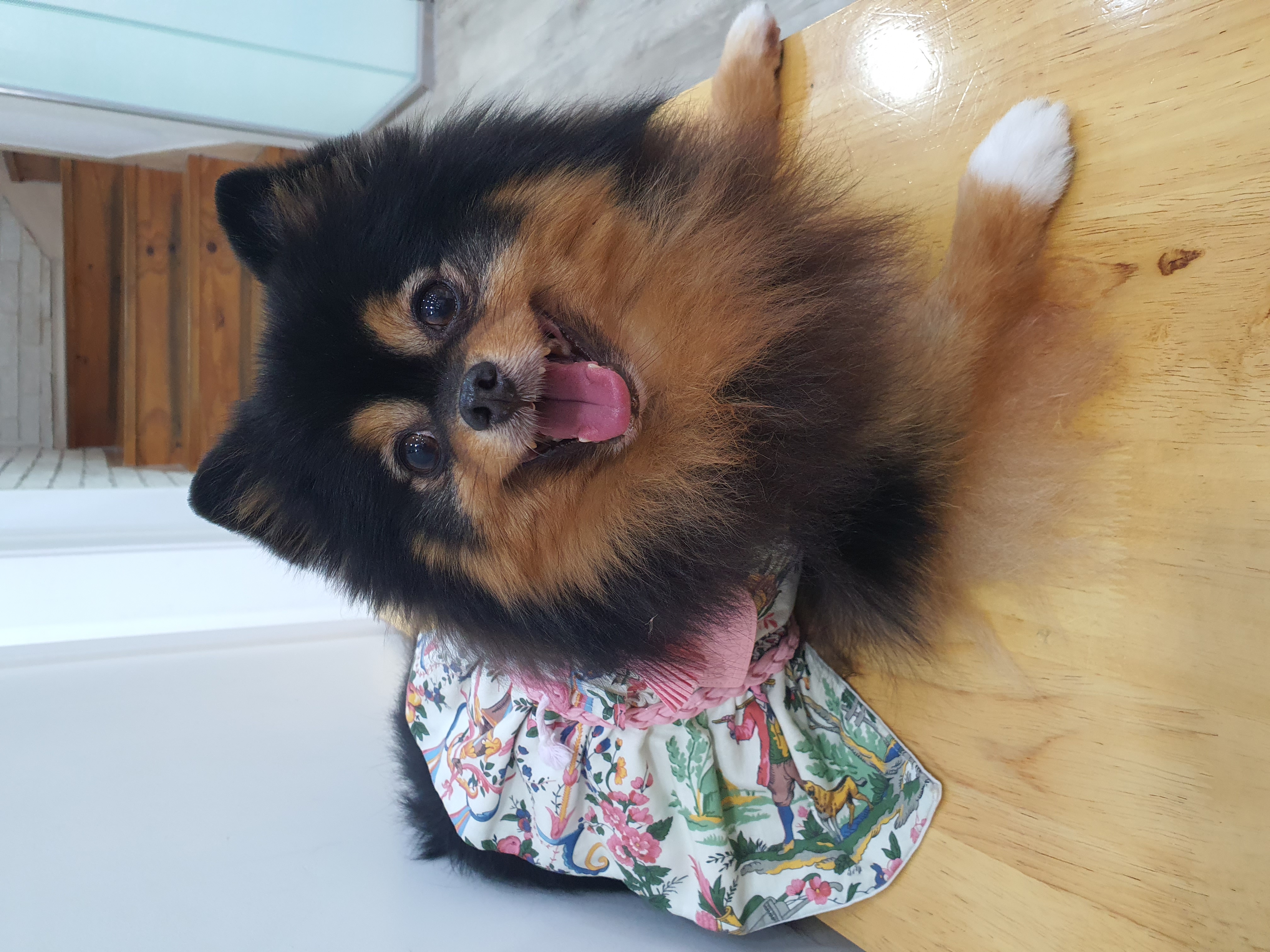 입양 후 만 5년된 보은 번식장 미니(곰곰이)와 카누 