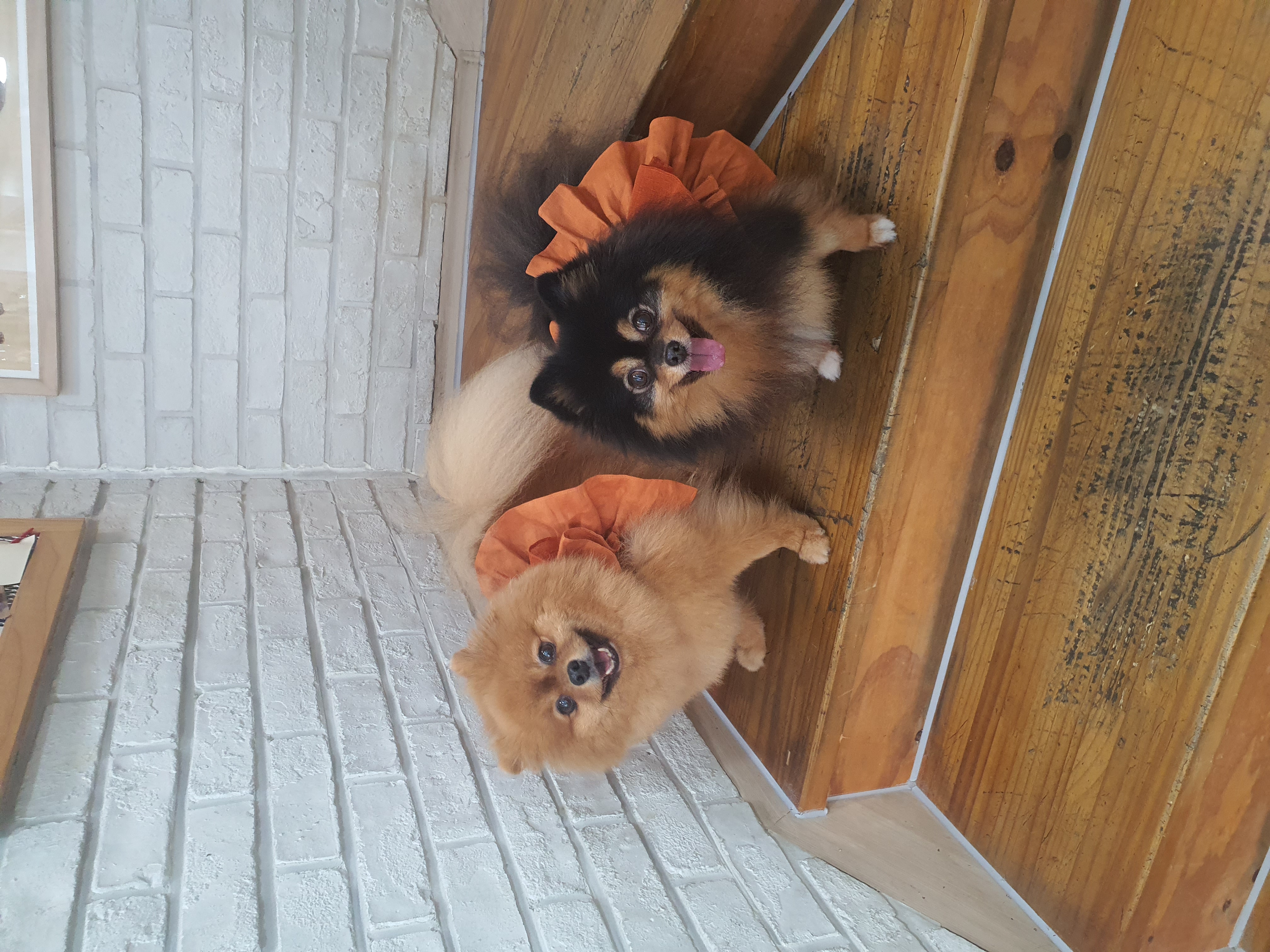 입양 후 만 5년된 보은 번식장 미니(곰곰이)와 카누 