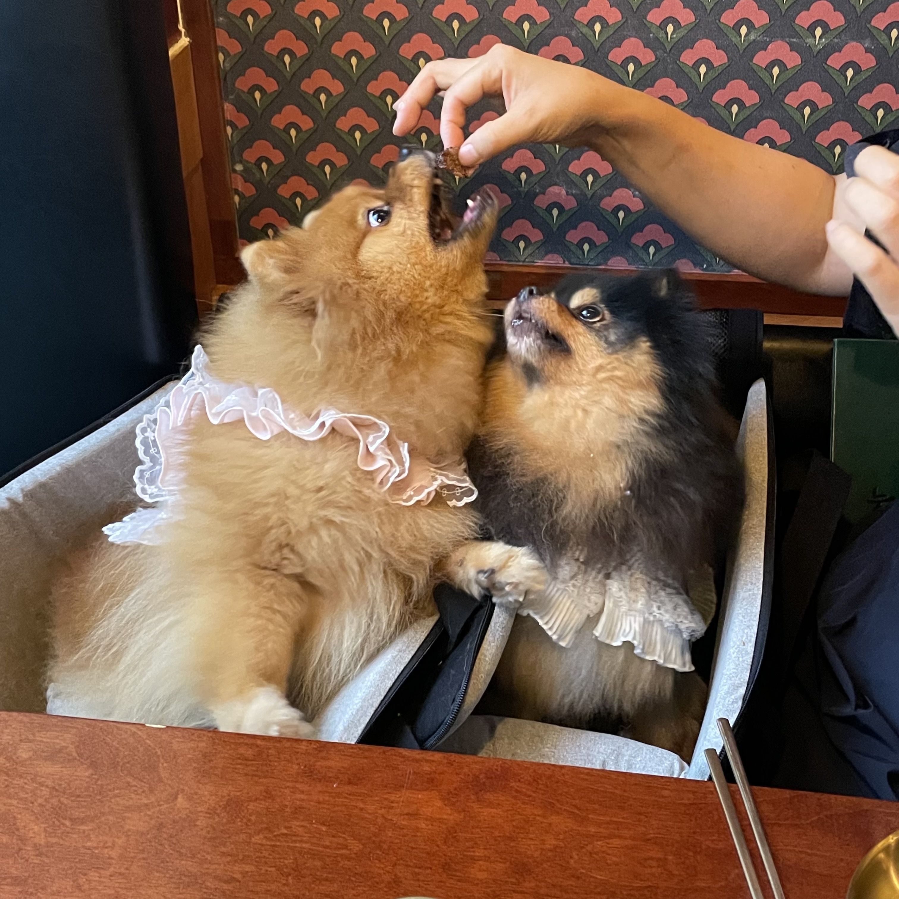 입양 후 만 5년된 보은 번식장 미니(곰곰이)와 카누 