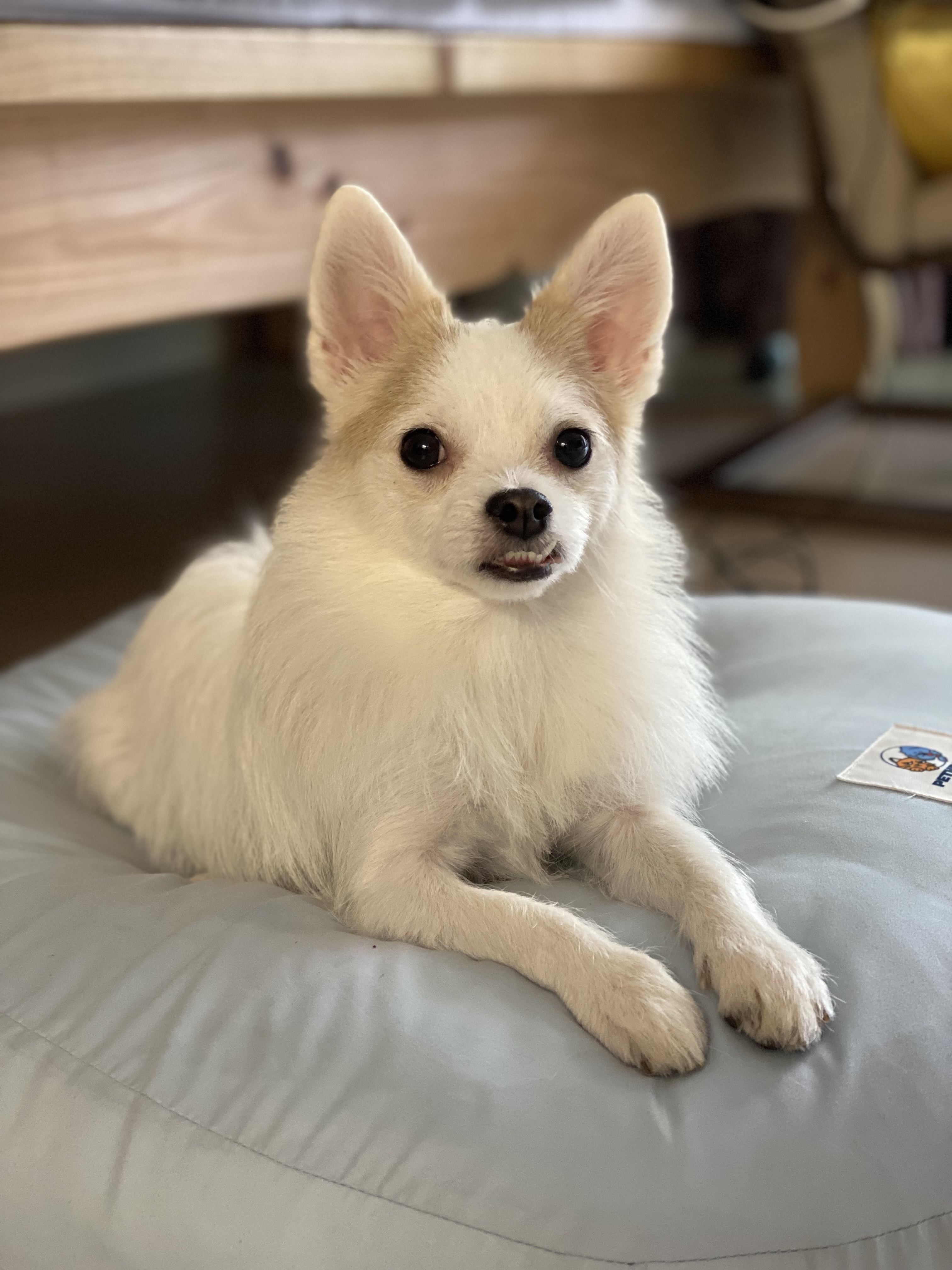 버터와의 1년은 행복 그 잡채