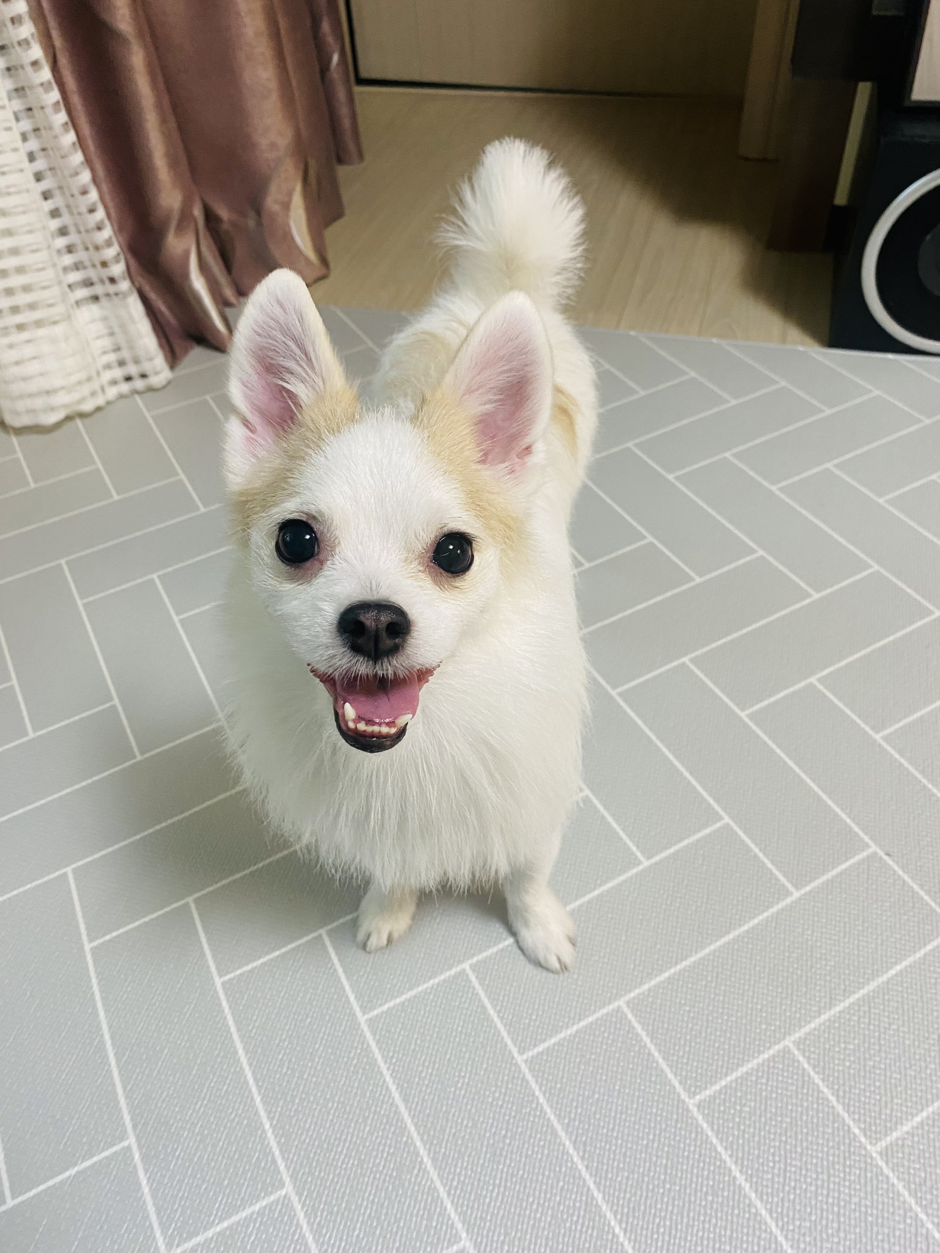 버터와의 1년은 행복 그 잡채