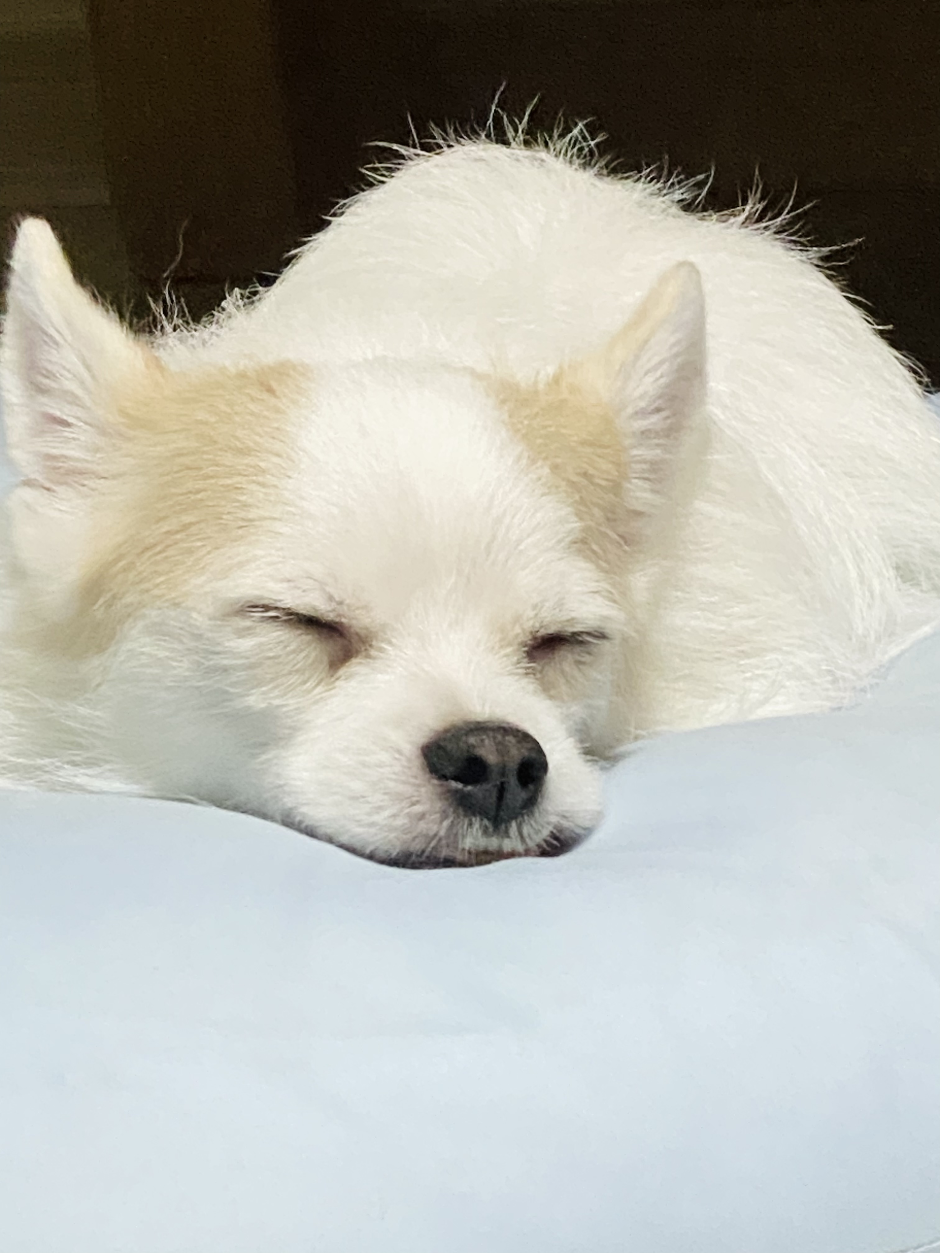 버터와의 1년은 행복 그 잡채