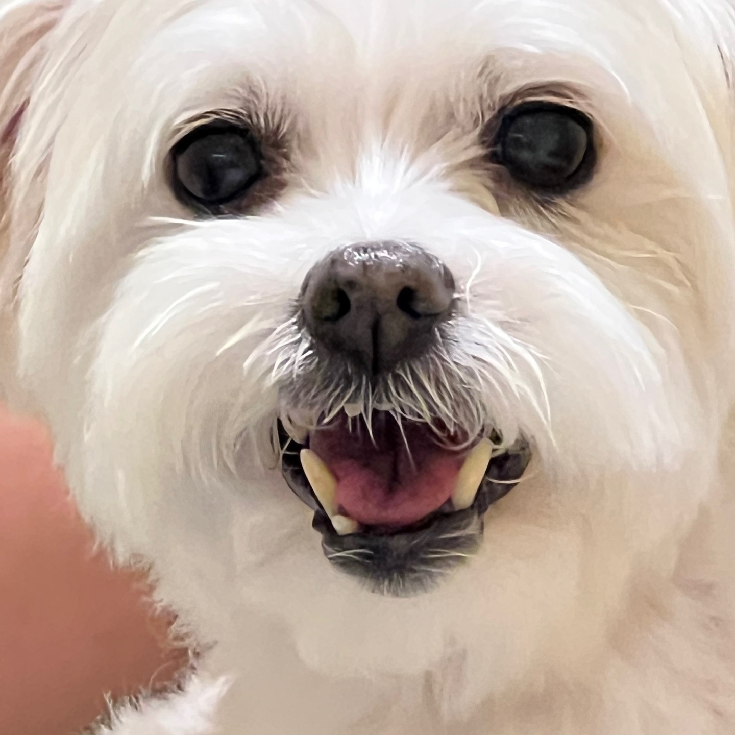 너 T야? 응 나 T야! 큐T, 프리T, 린T~~♡ [1년 입양후기]