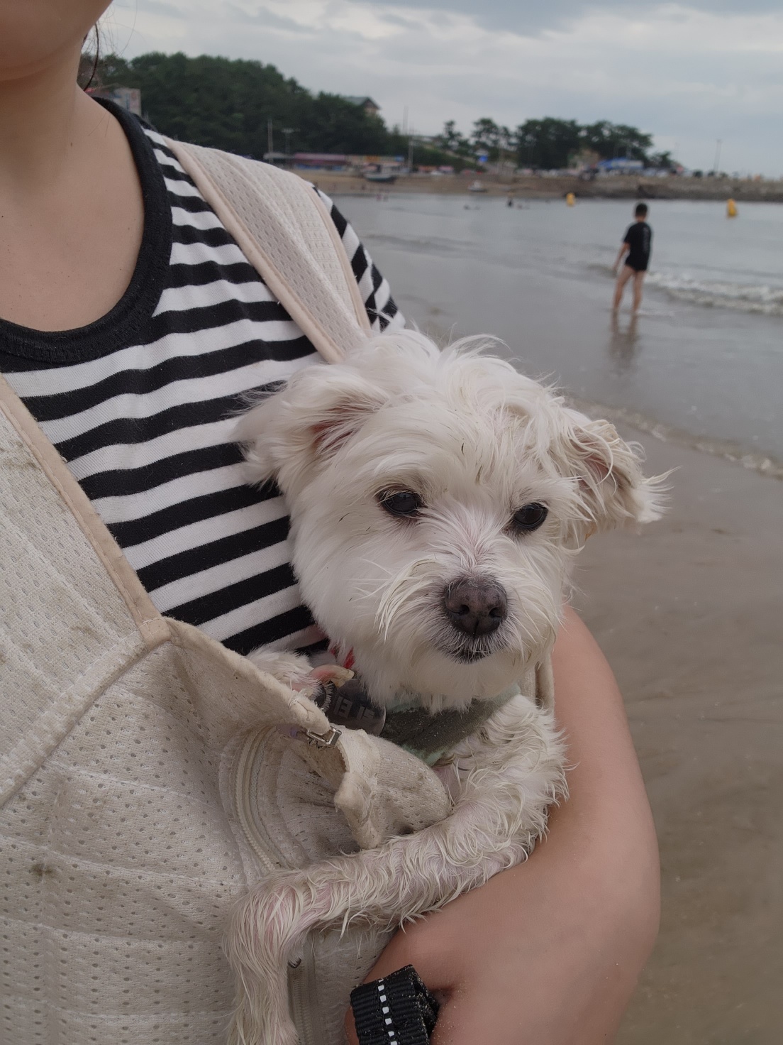 너 T야? 응 나 T야! 큐T, 프리T, 린T~~♡ [1년 입양후기]