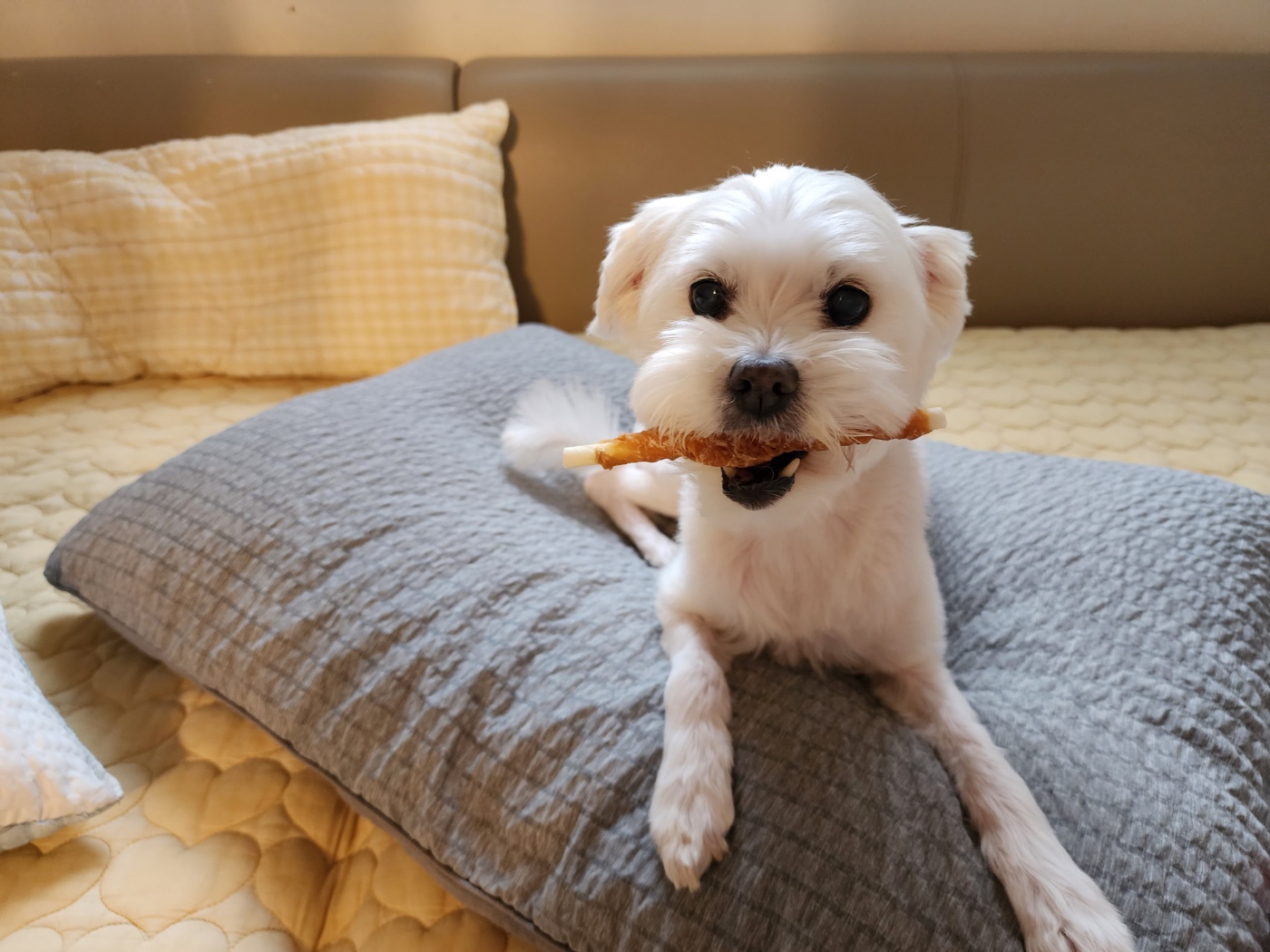 너 T야? 응 나 T야! 큐T, 프리T, 린T~~♡ [1년 입양후기]