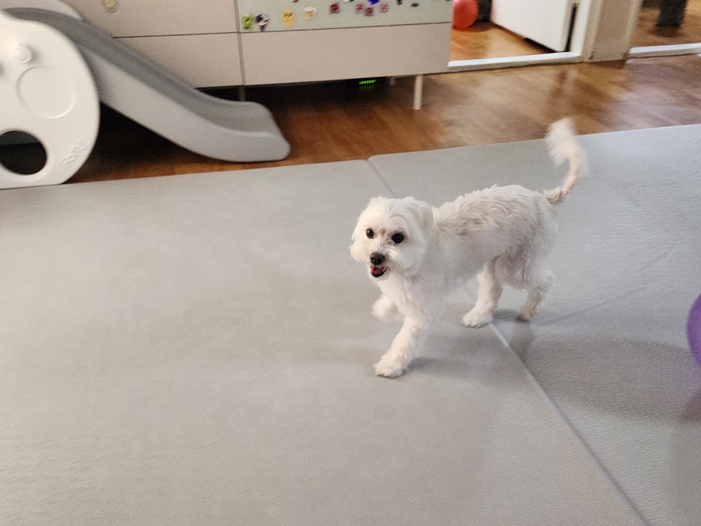 너 T야? 응 나 T야! 큐T, 프리T, 린T~~♡ [1년 입양후기]