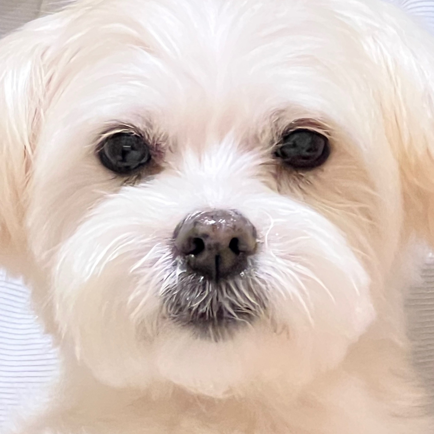 너 T야? 응 나 T야! 큐T, 프리T, 린T~~♡ [1년 입양후기]