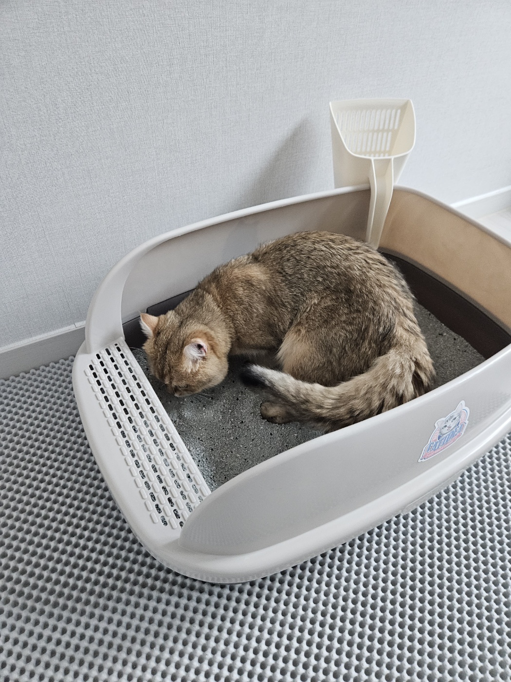 저희집 둘째 두부의 일주일차 이야기~