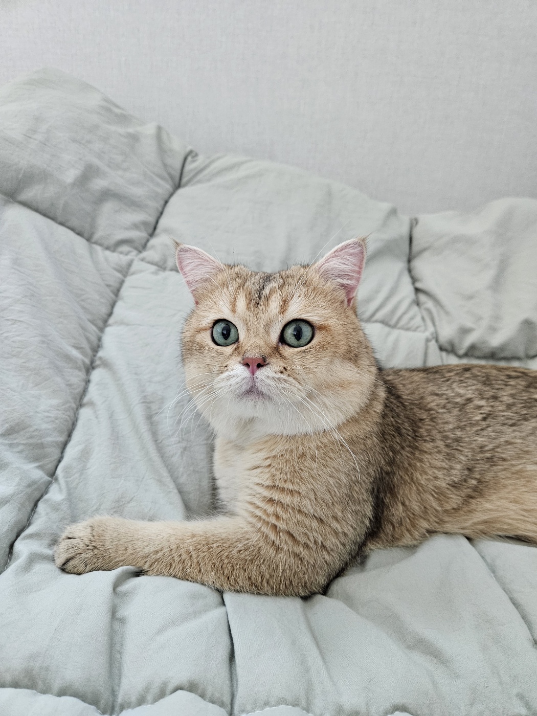 저희집 둘째 두부의 일주일차 이야기~