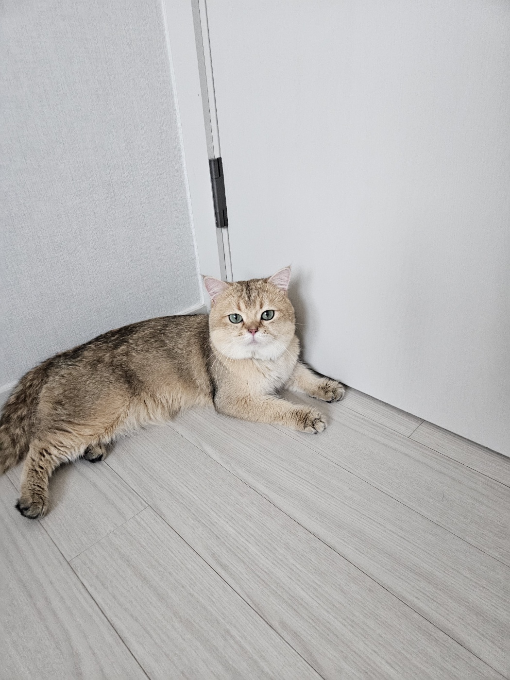 저희집 둘째 두부의 일주일차 이야기~