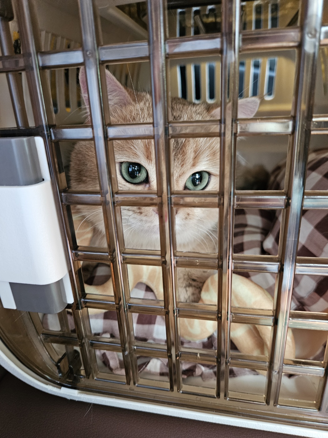 저희집 둘째 두부의 일주일차 이야기~