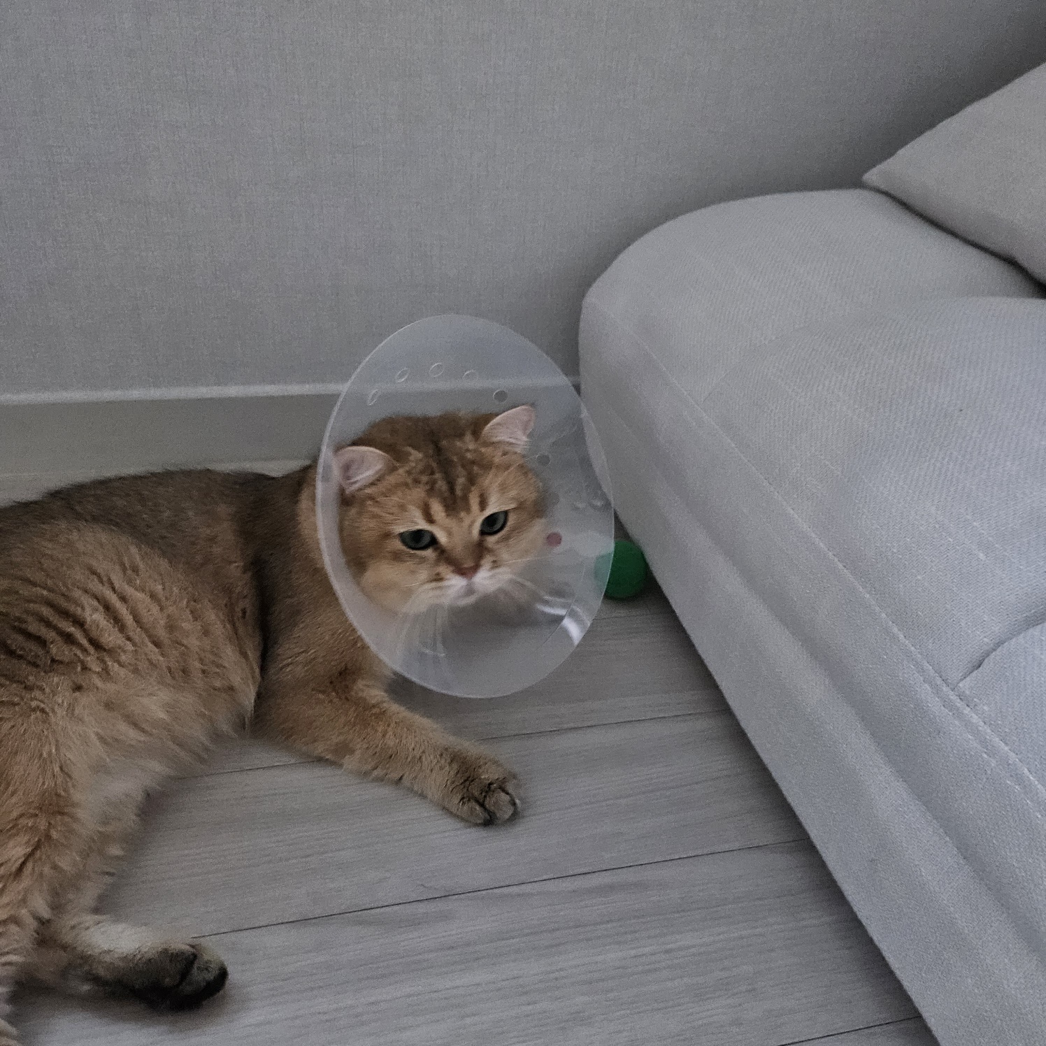 저희집 둘째 두부의 일주일차 이야기~