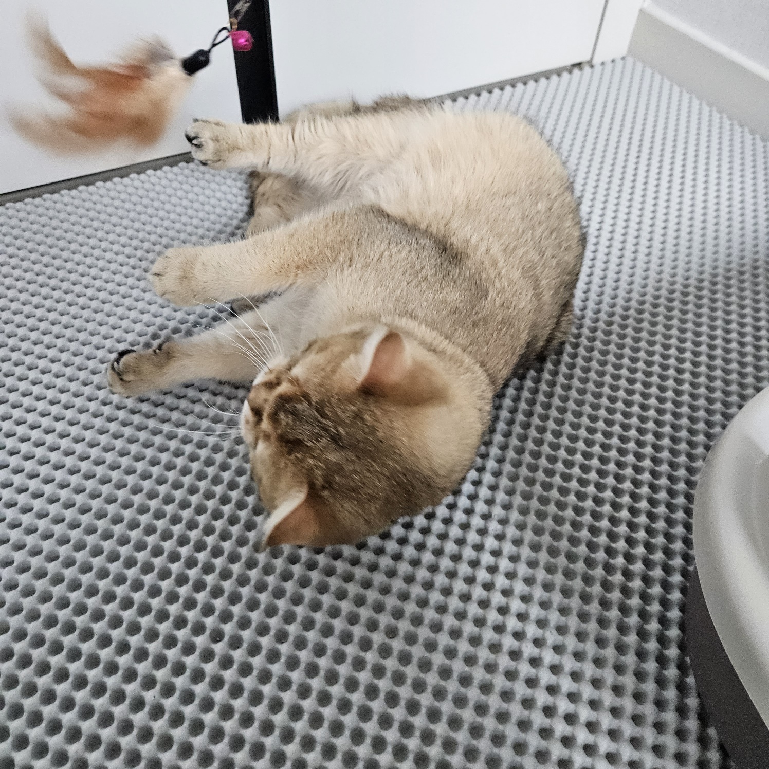 저희집 둘째 두부의 일주일차 이야기~