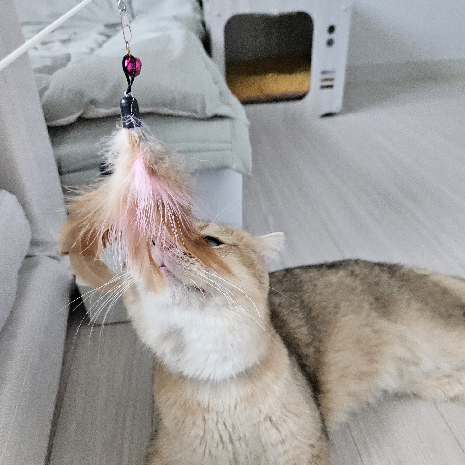 저희집 둘째 두부의 일주일차 이야기~