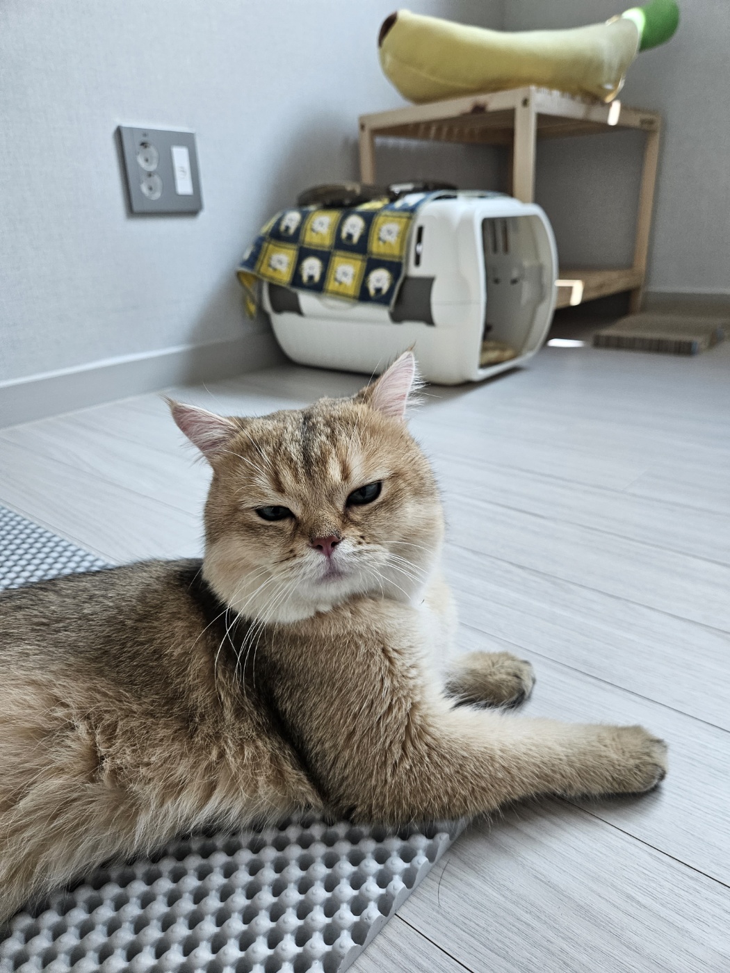 저희집 둘째 두부의 일주일차 이야기~