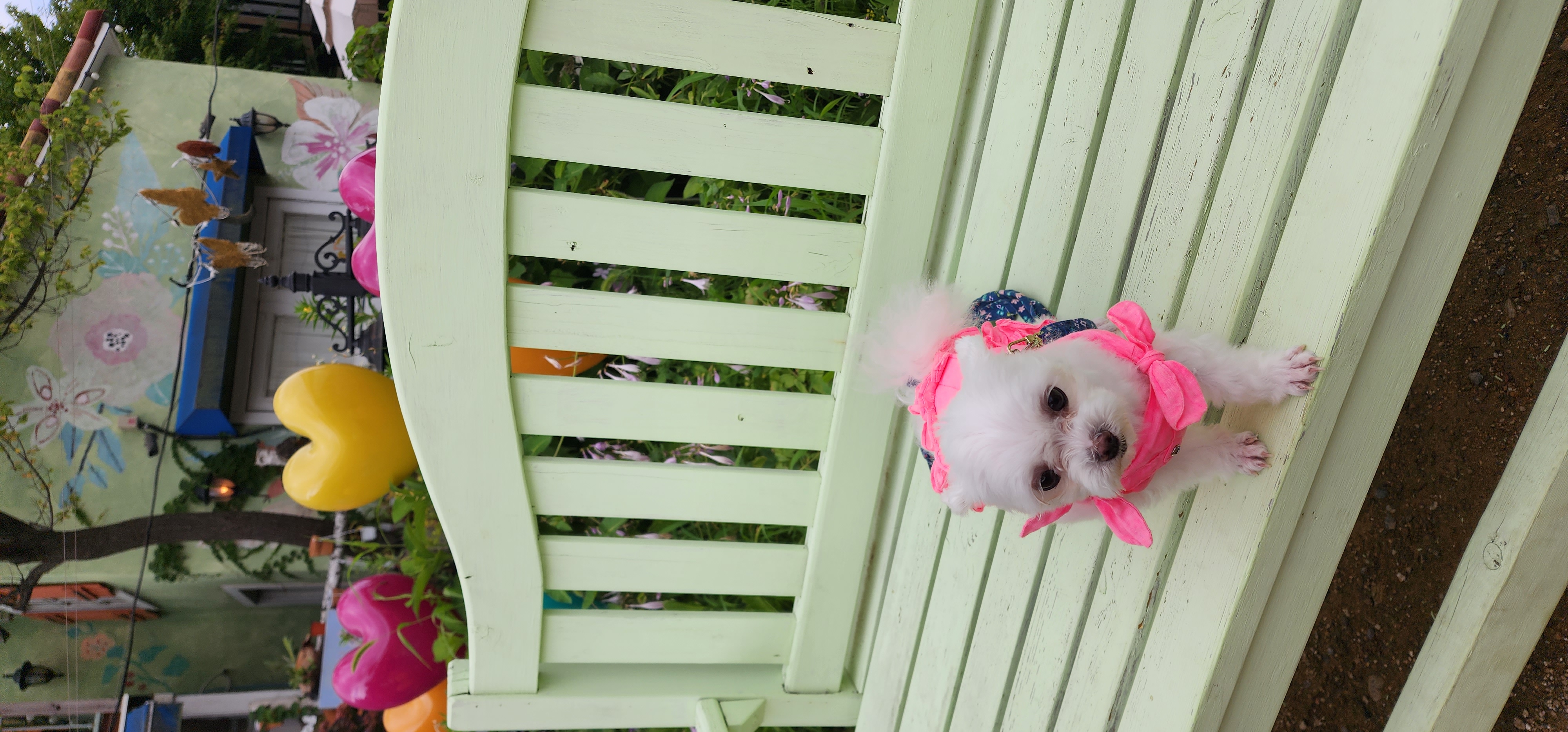 1년차  아산구조견엄지