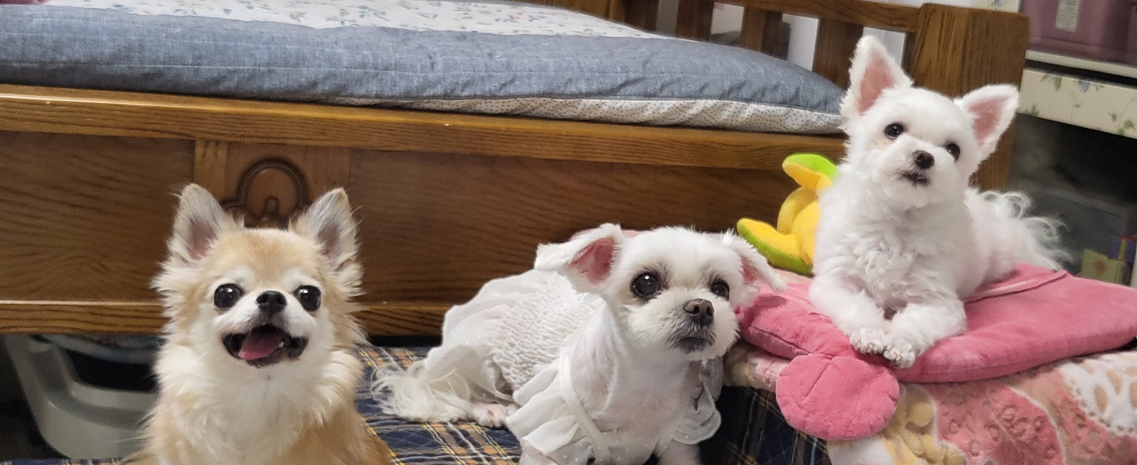 1년차  아산구조견엄지