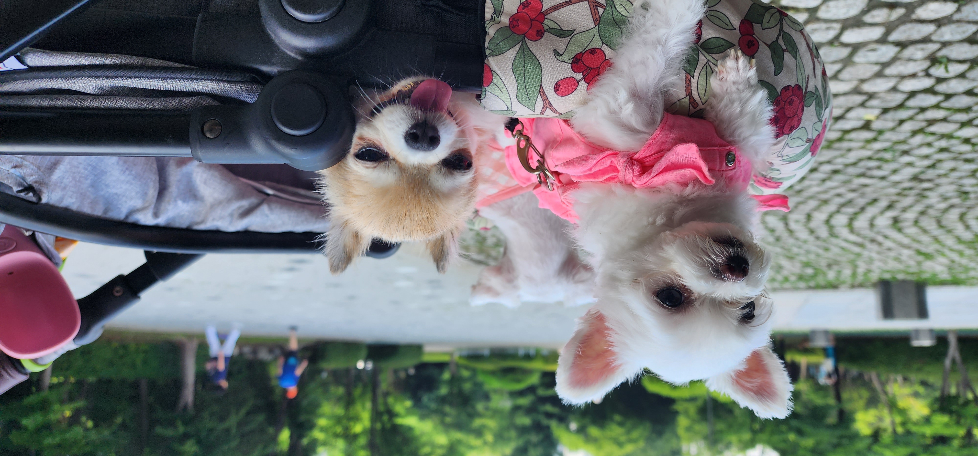 1년차  아산구조견엄지