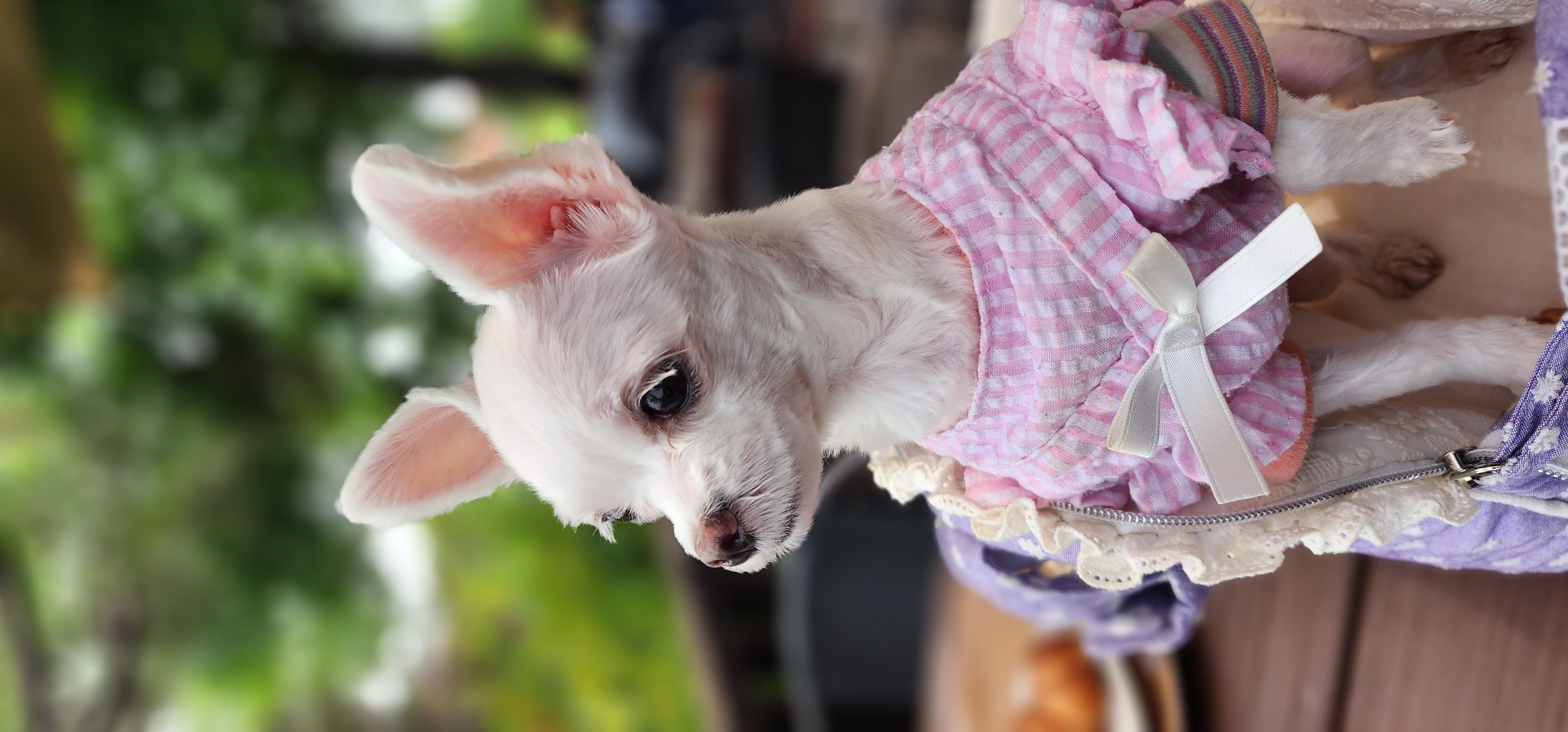 1년차  아산구조견엄지