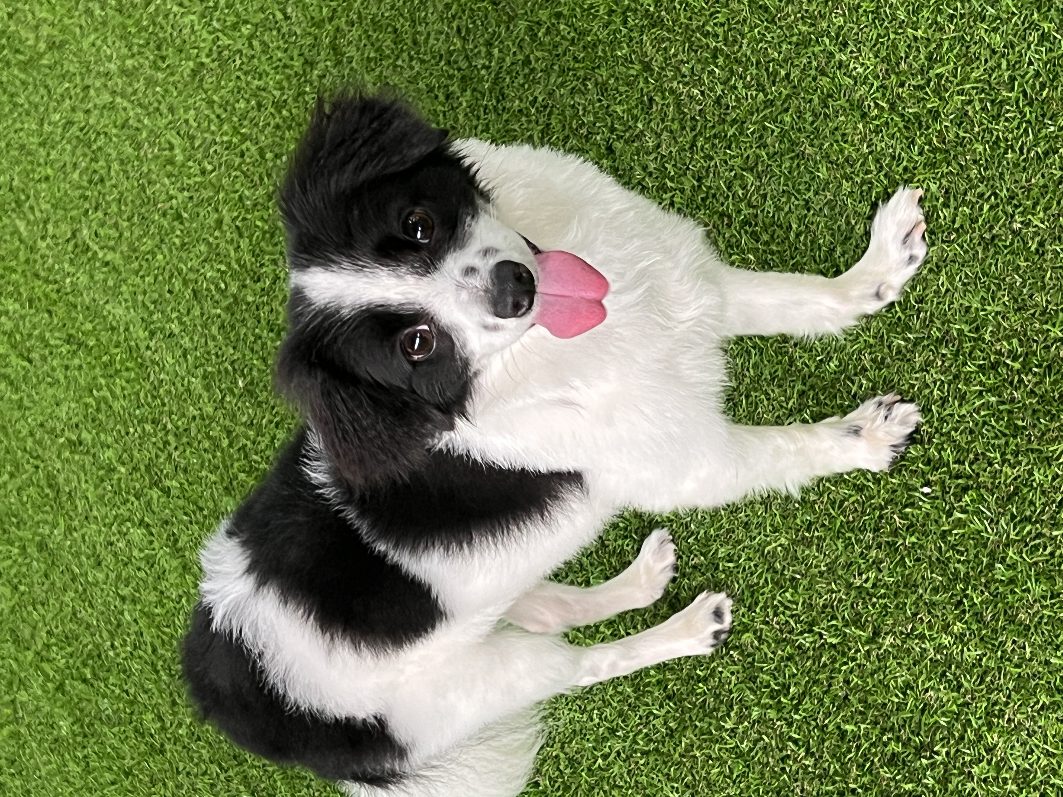 양주 라이카와 아산 리코(포포) 의 근황💛