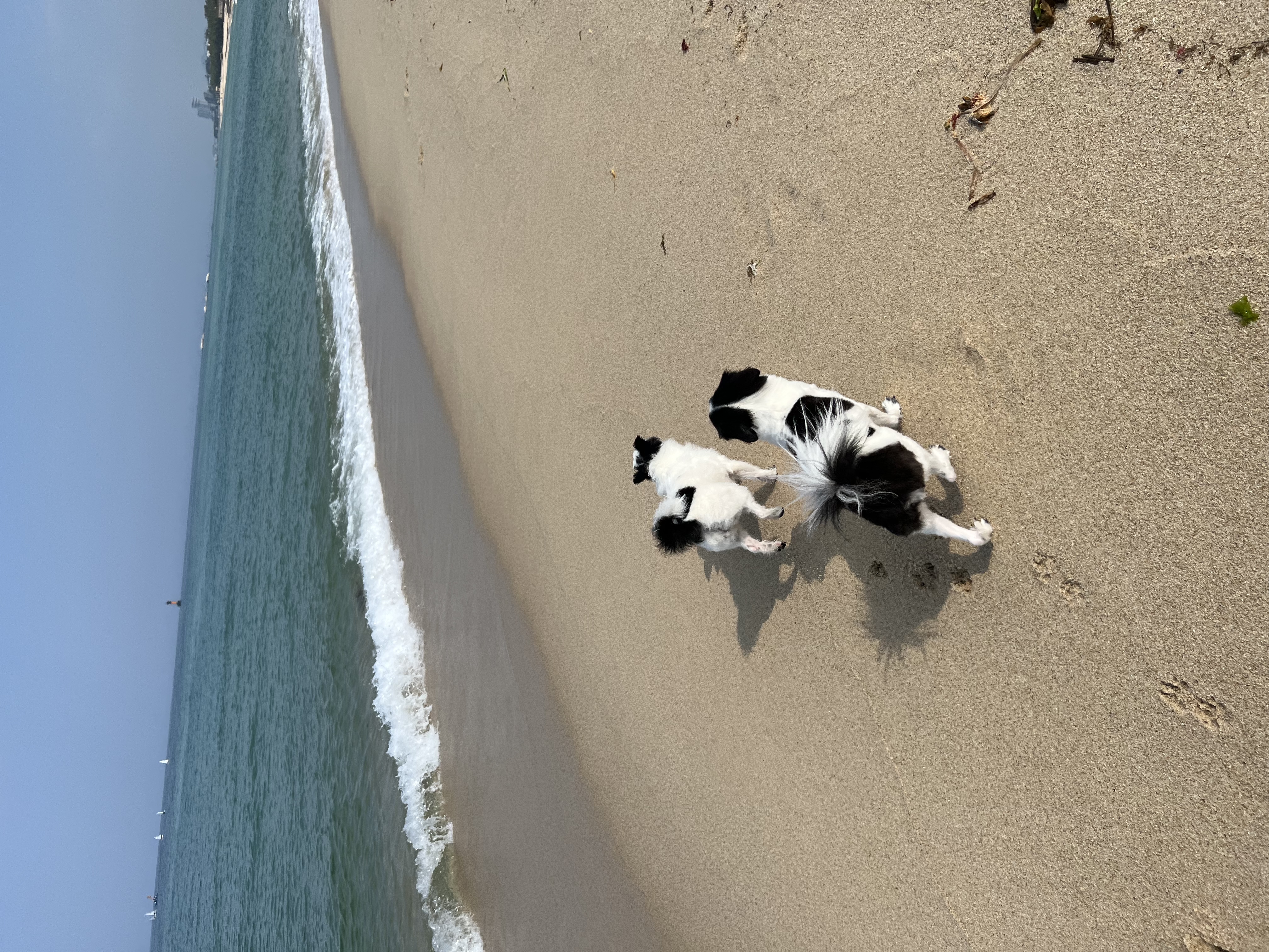양주 라이카와 아산 리코(포포) 의 근황💛
