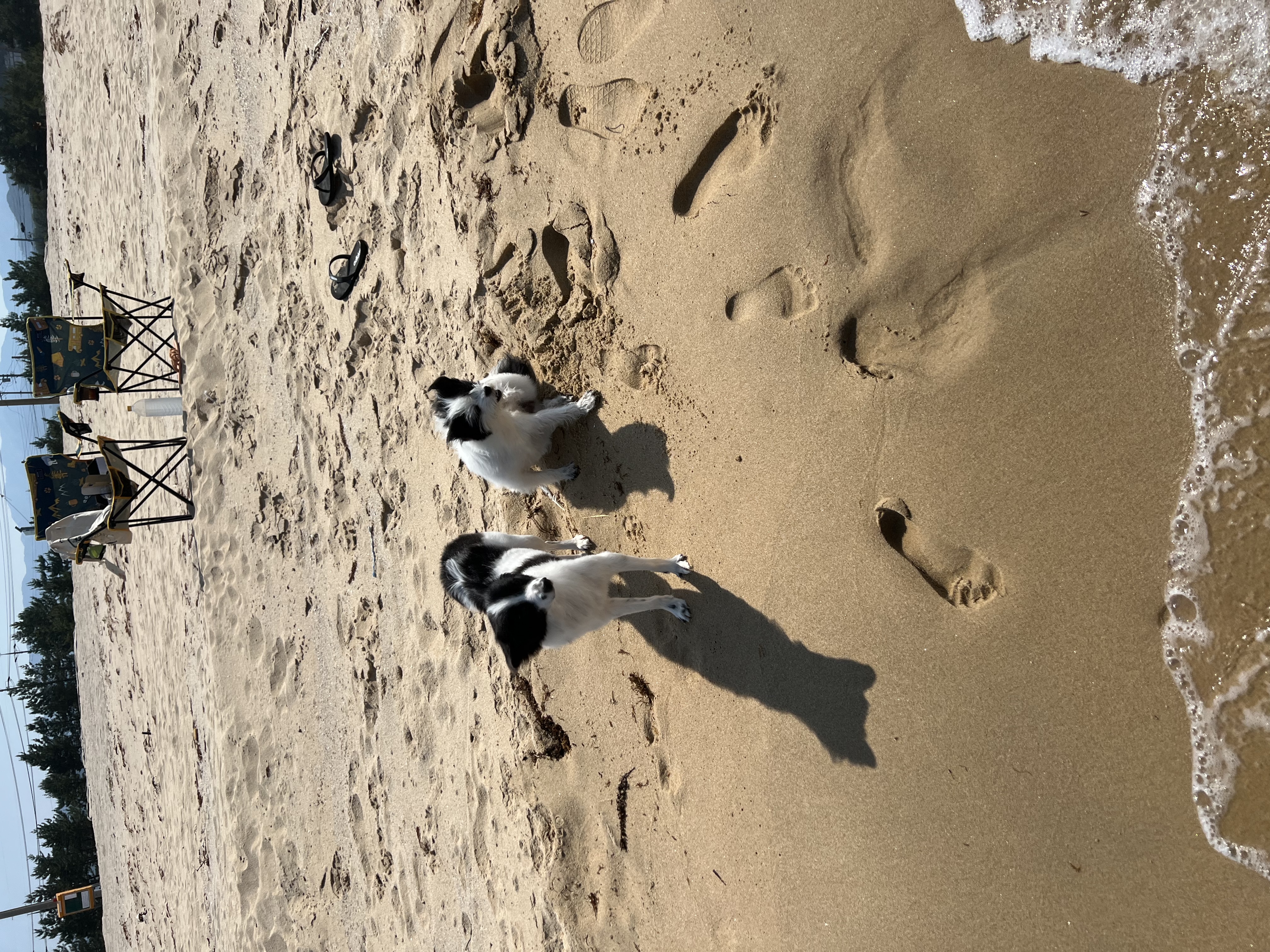 양주 라이카와 아산 리코(포포) 의 근황💛