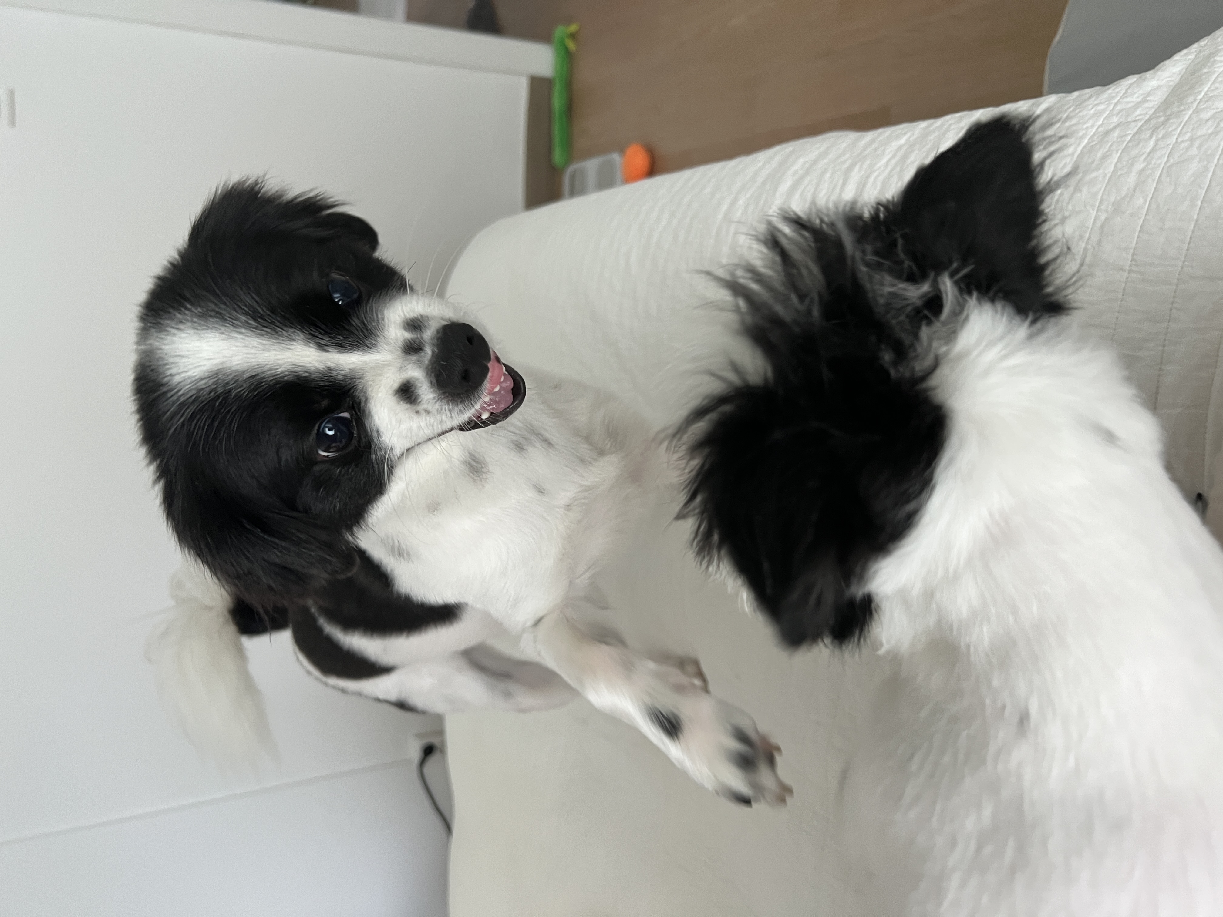 양주 라이카와 아산 리코(포포) 의 근황💛