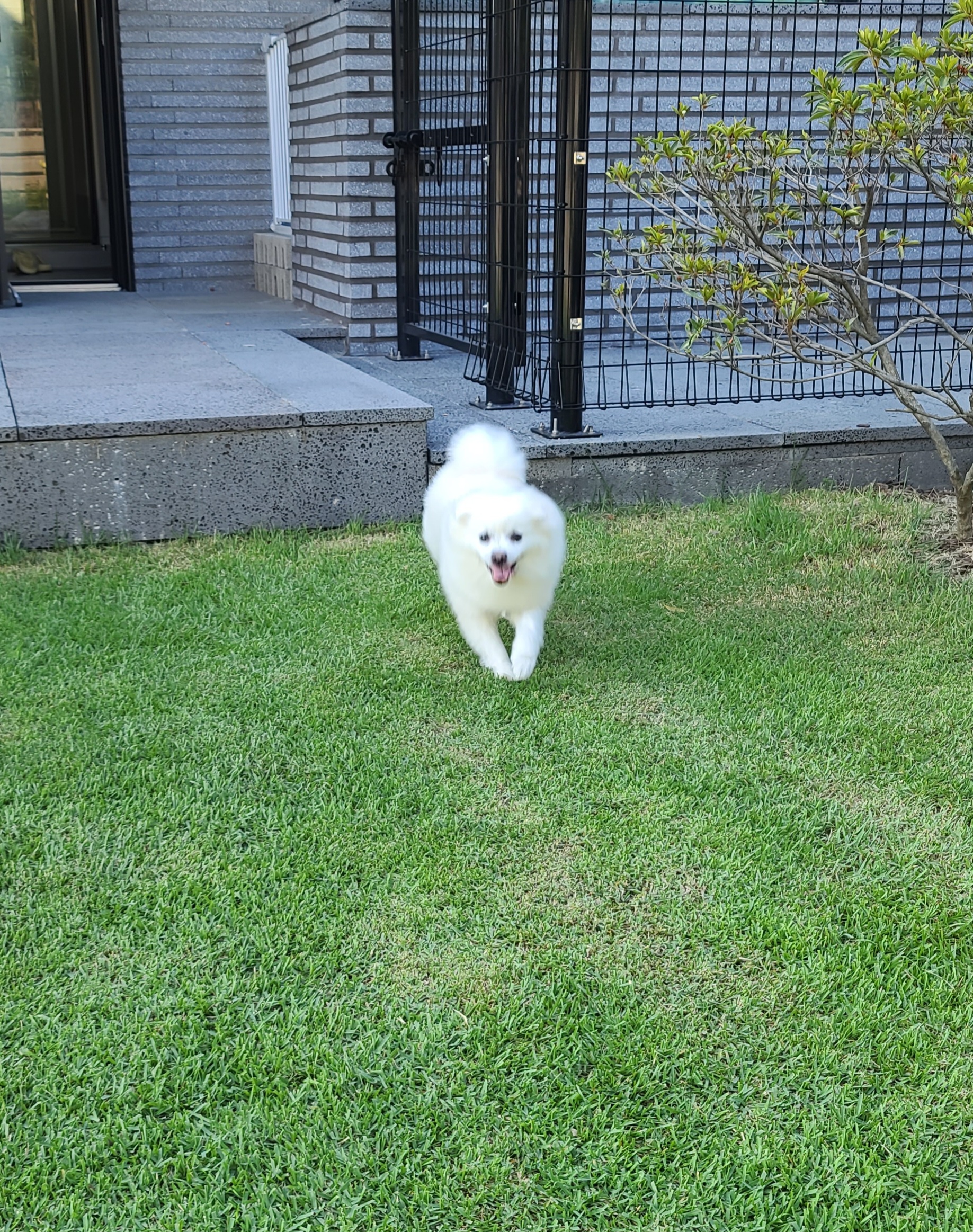 구름이가 온지 2년이 넘었네요~^^