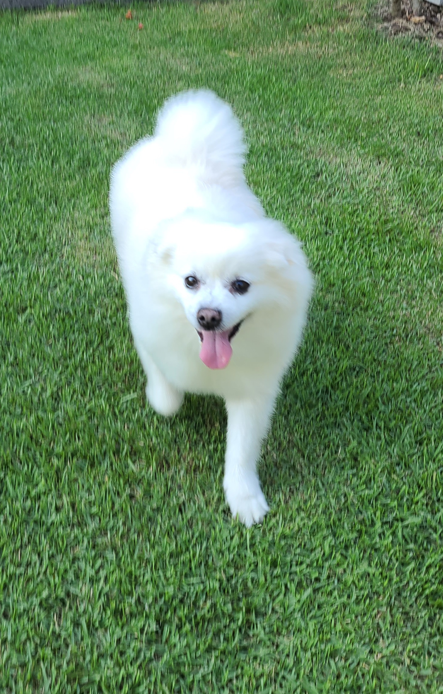 구름이가 온지 2년이 넘었네요~^^