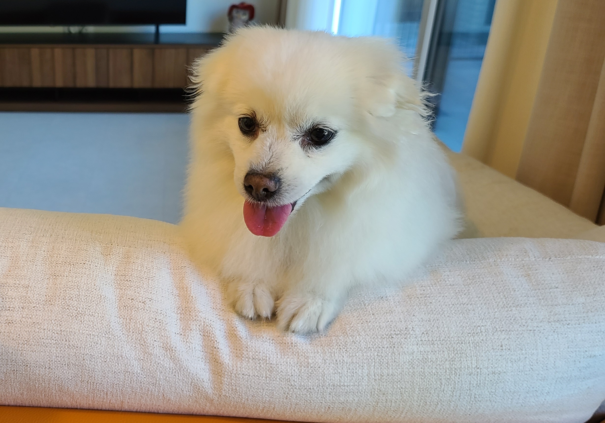 구름이가 온지 2년이 넘었네요~^^