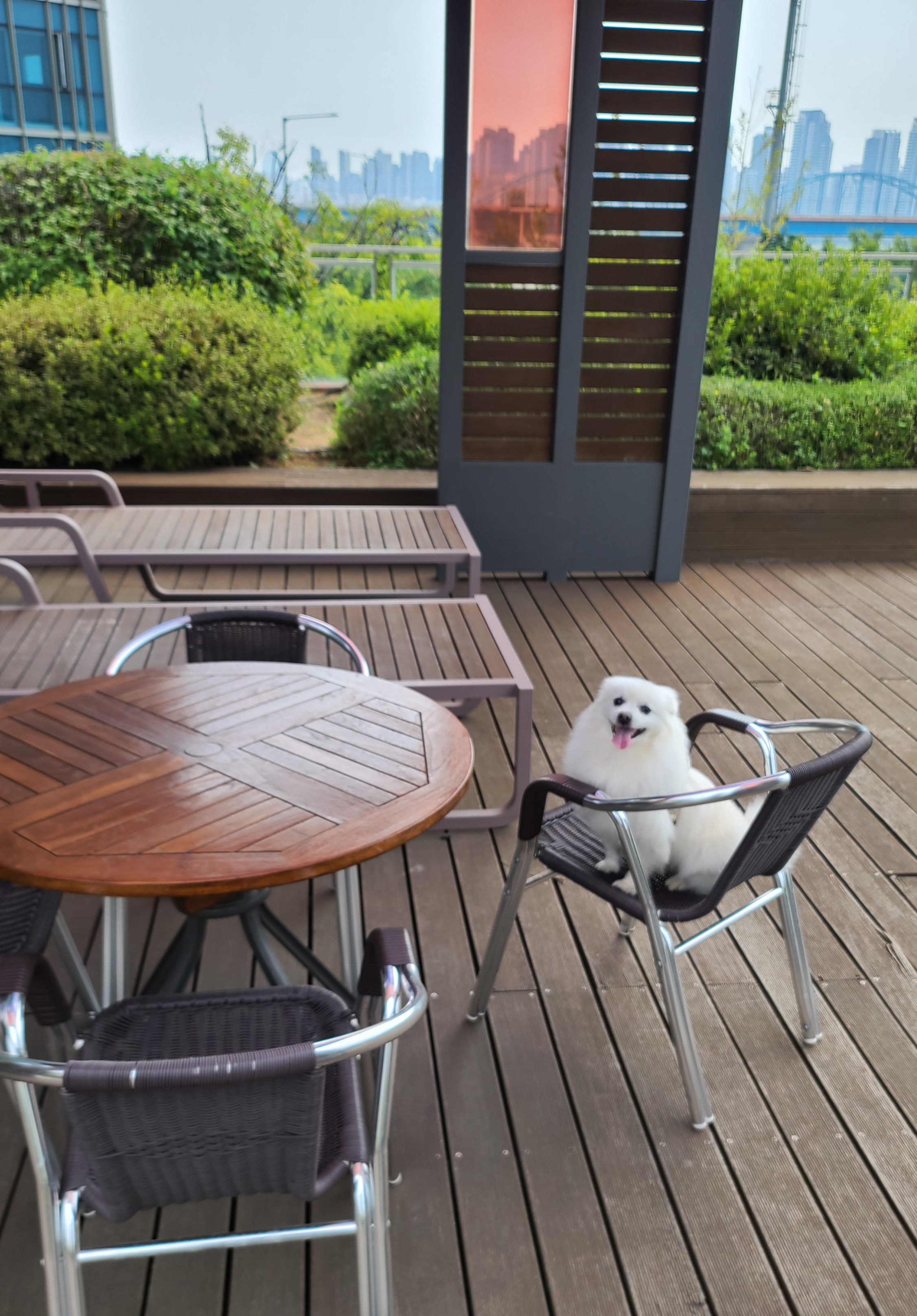 구름이가 온지 2년이 넘었네요~^^