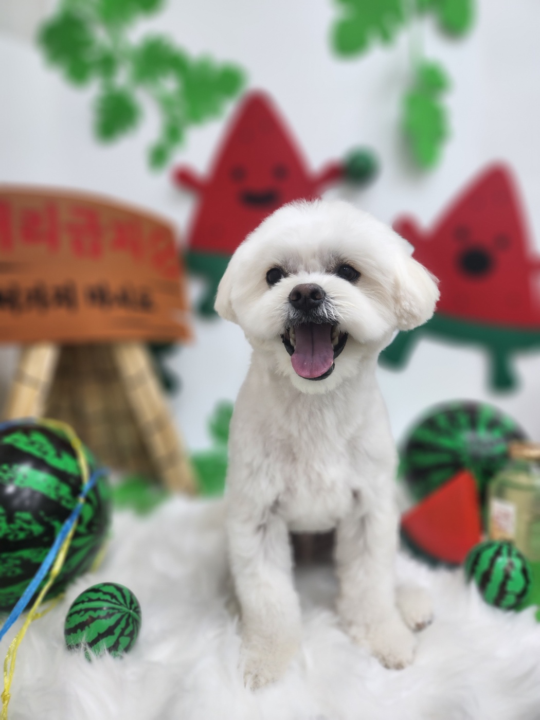 두유(포청) 입양12개월 생활기