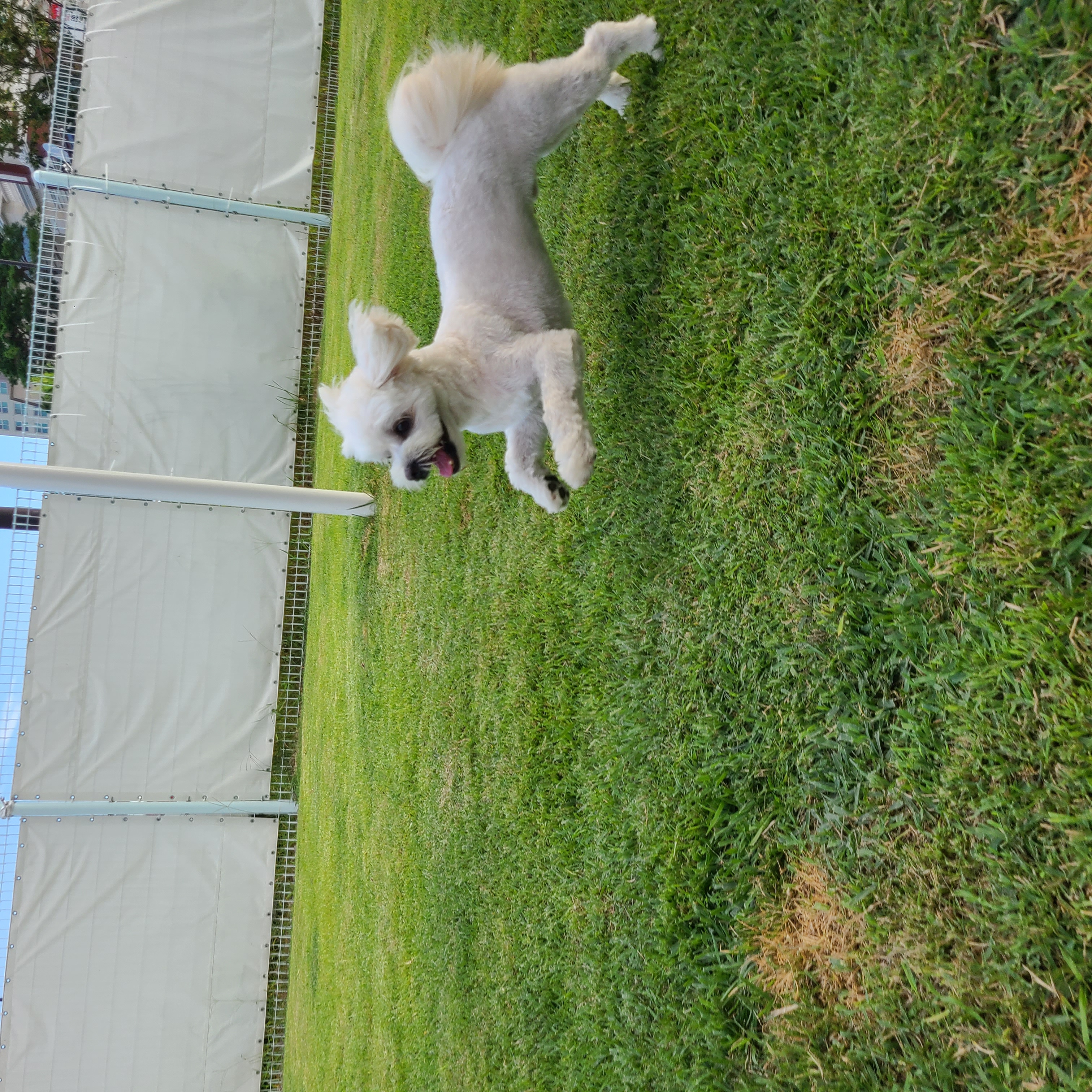 두유(포청) 입양12개월 생활기