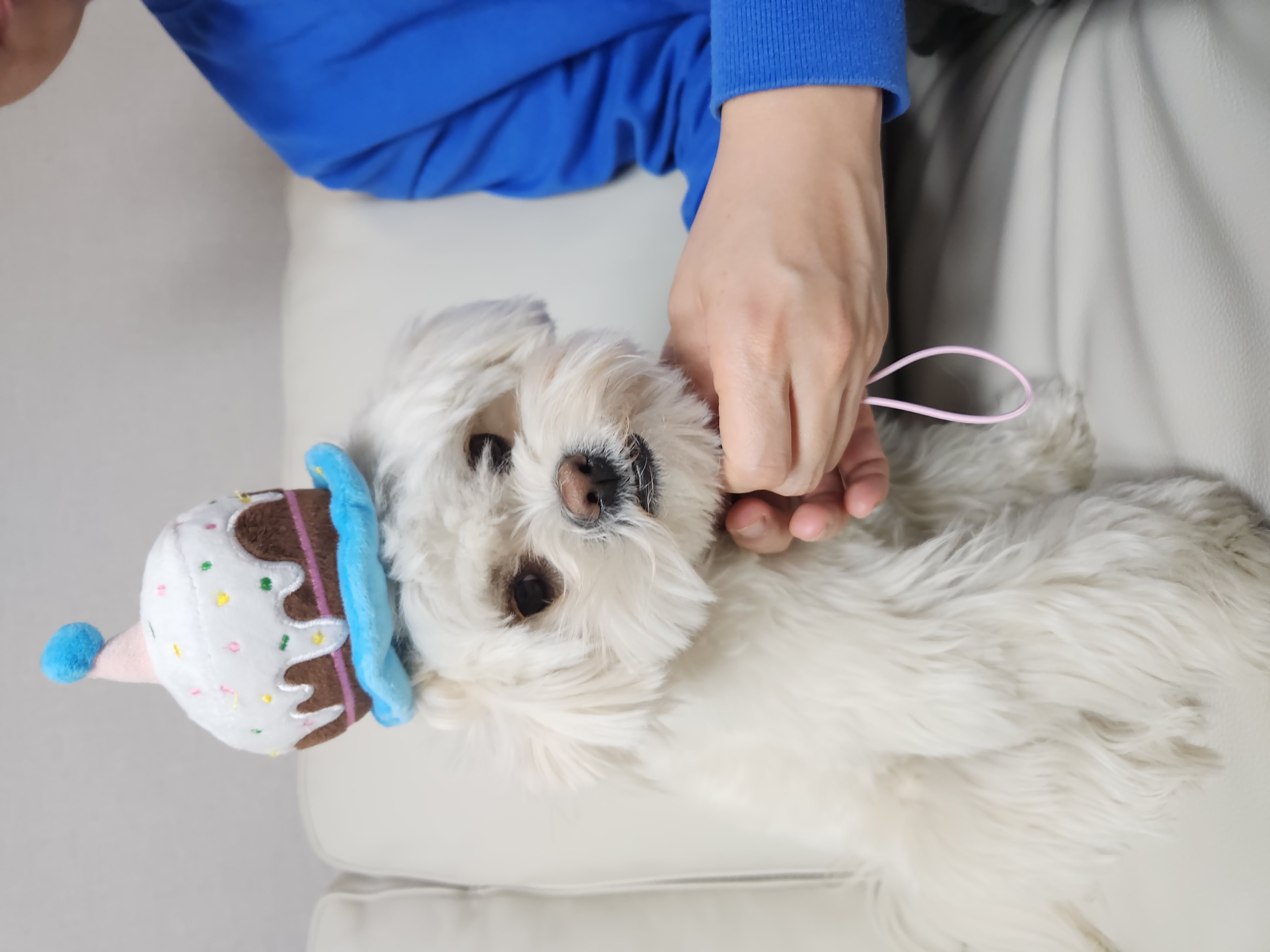 두유(포청) 입양12개월 생활기