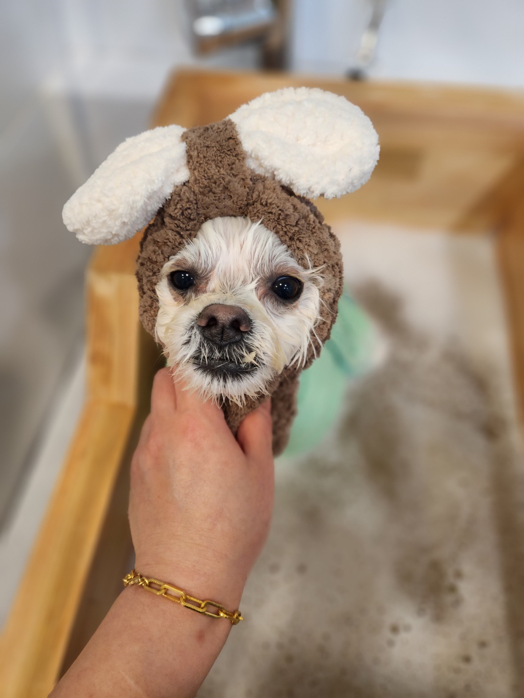 두유(포청) 입양12개월 생활기