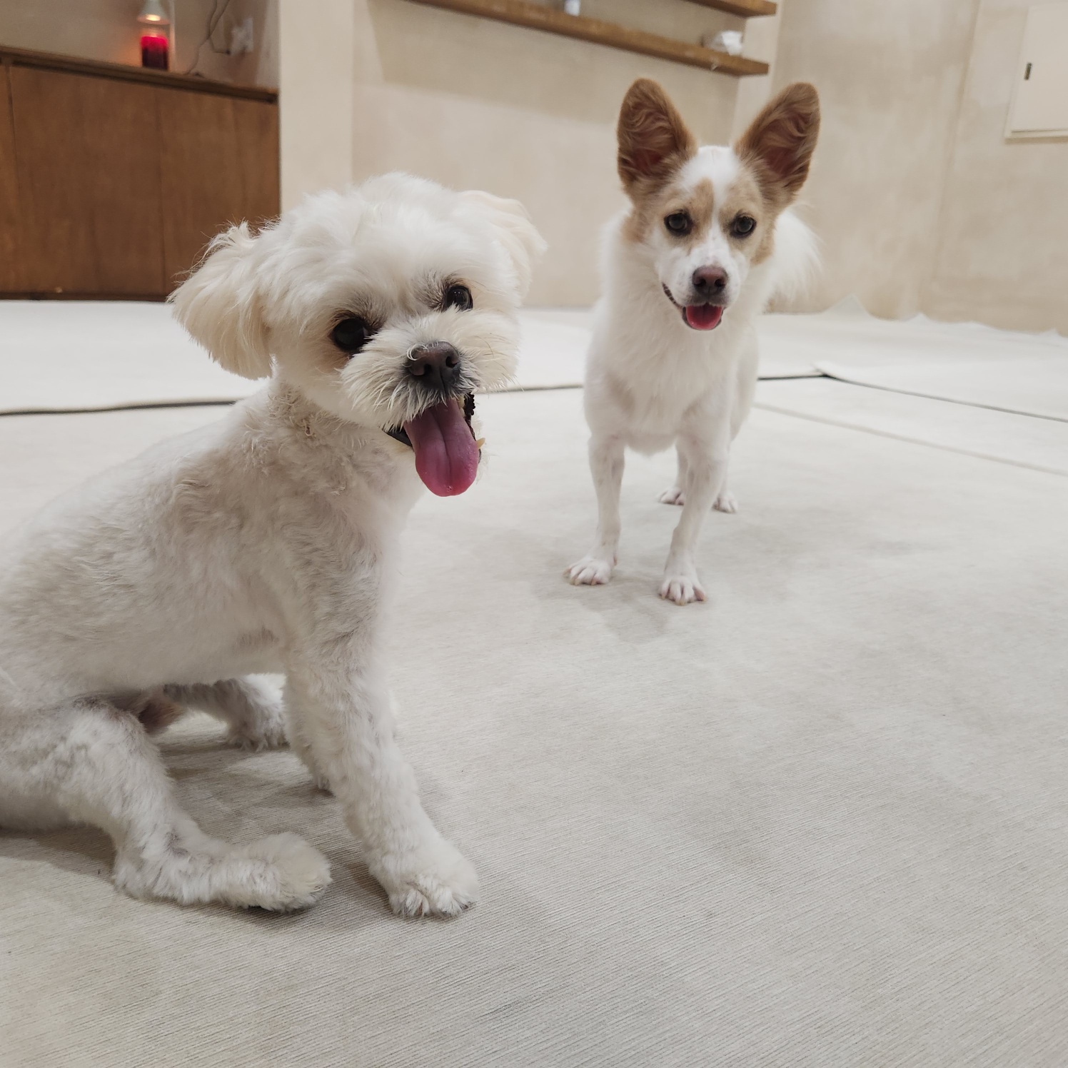 두유(포청) 입양12개월 생활기