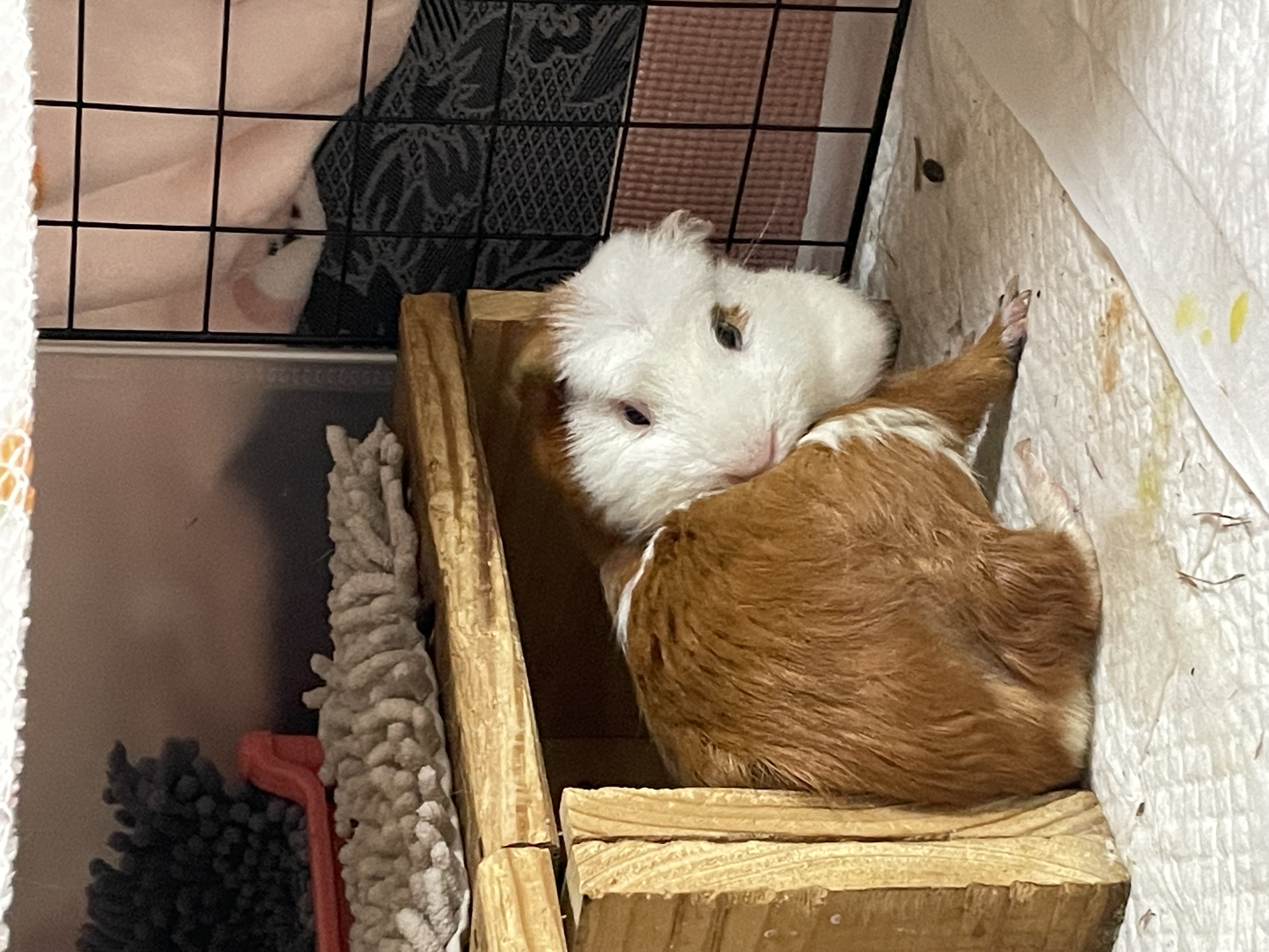 모카(홧팅)라떼(내라) 3주년><