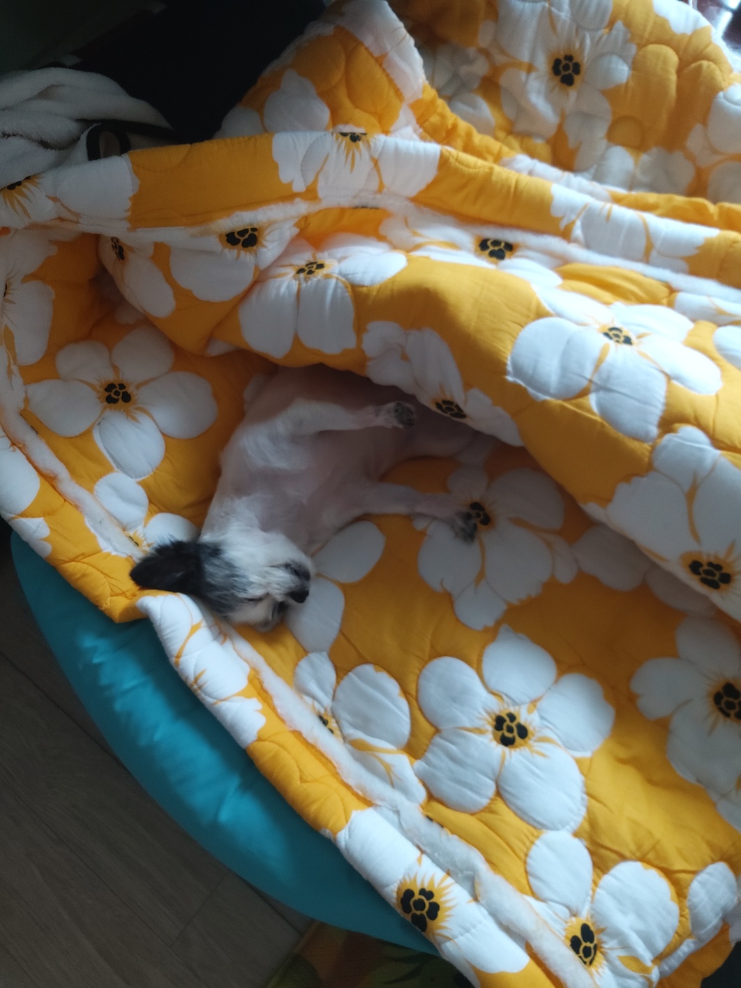 아산구조견 콩순이 입양 1년차