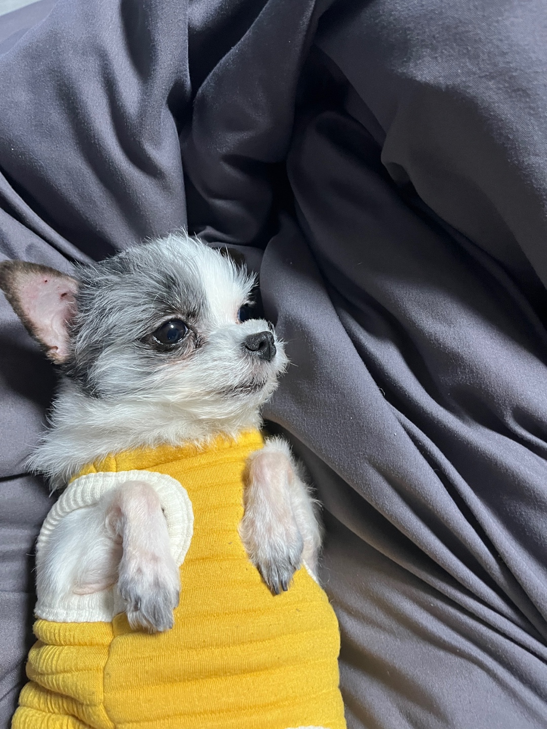 아산구조견 콩순이 입양 1년차