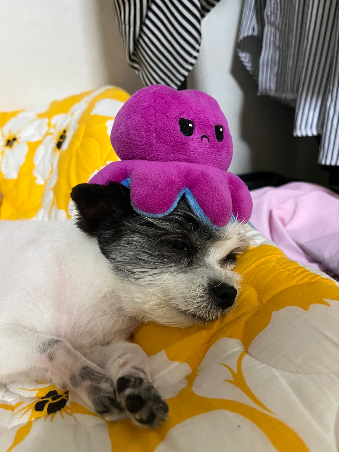 아산구조견 콩순이 입양 1년차