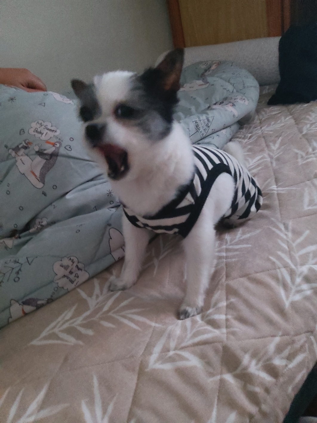 아산구조견 콩순이 입양 1년차