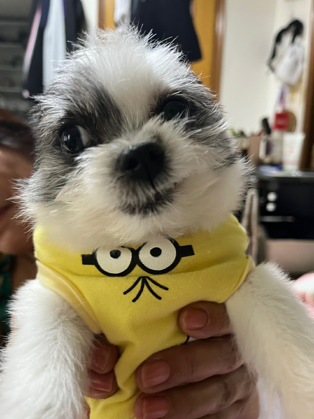 아산구조견 콩순이 입양 1년차