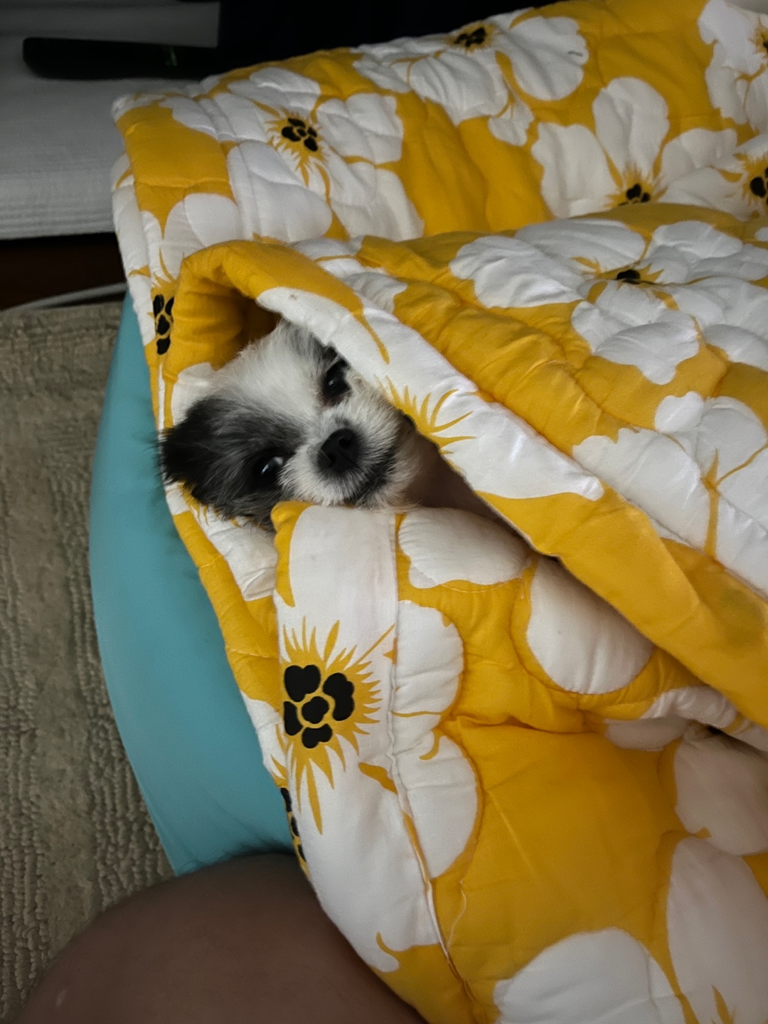 아산구조견 콩순이 입양 1년차