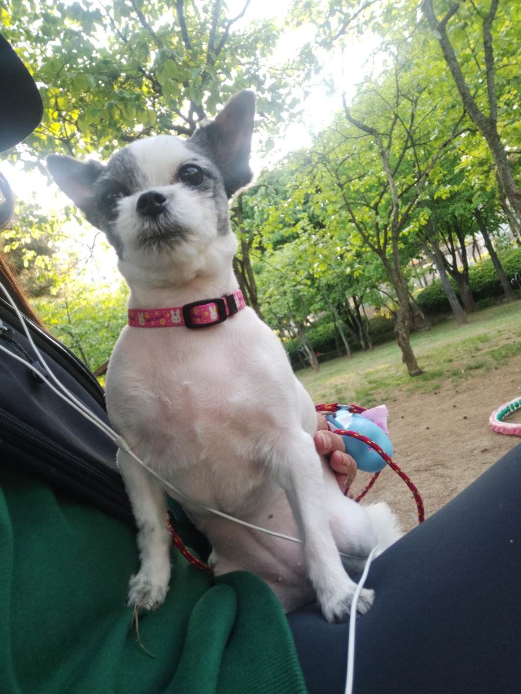 아산구조견 콩순이 입양 1년차