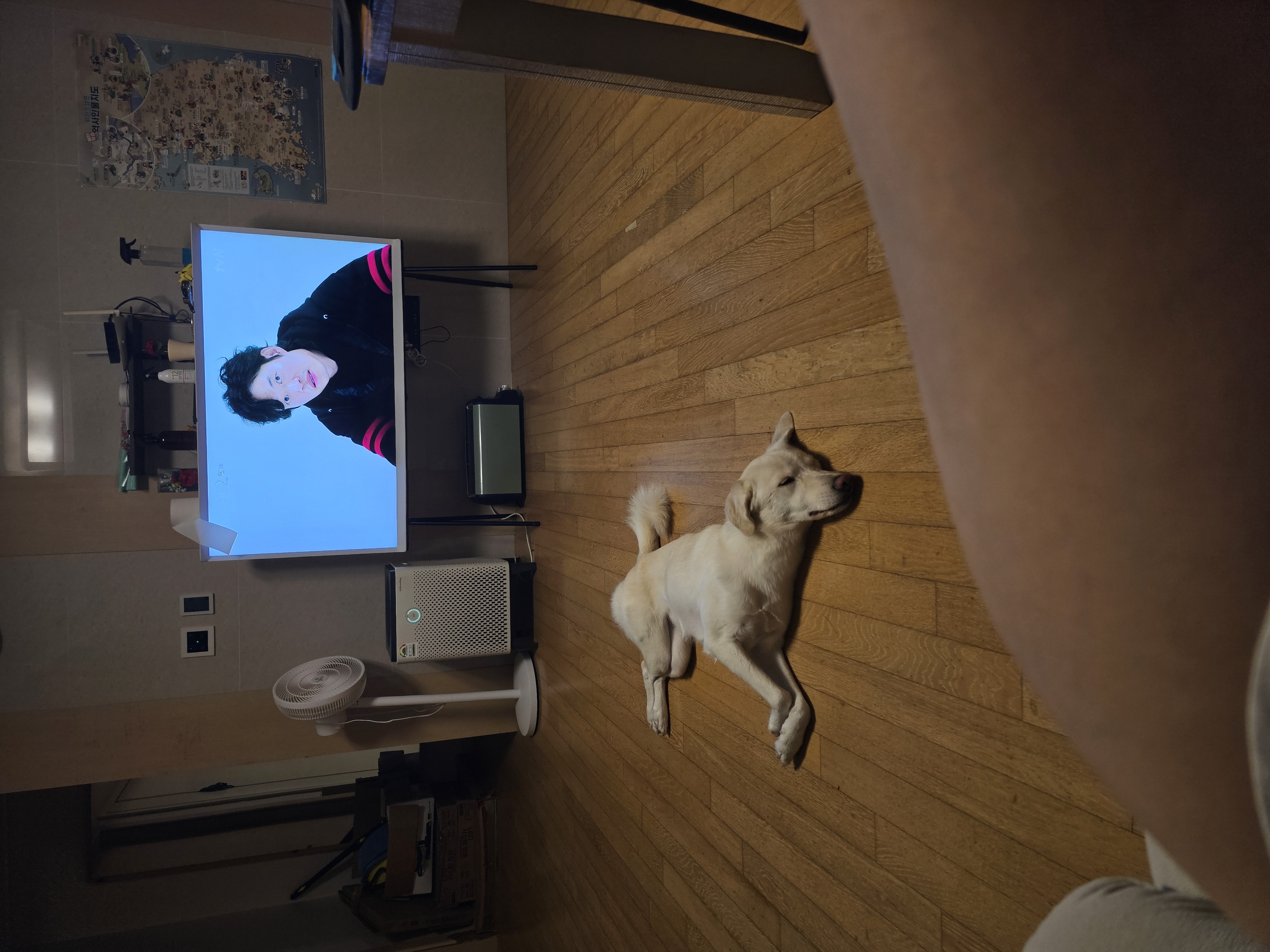 하양이(시도) 입양2년차 입니다