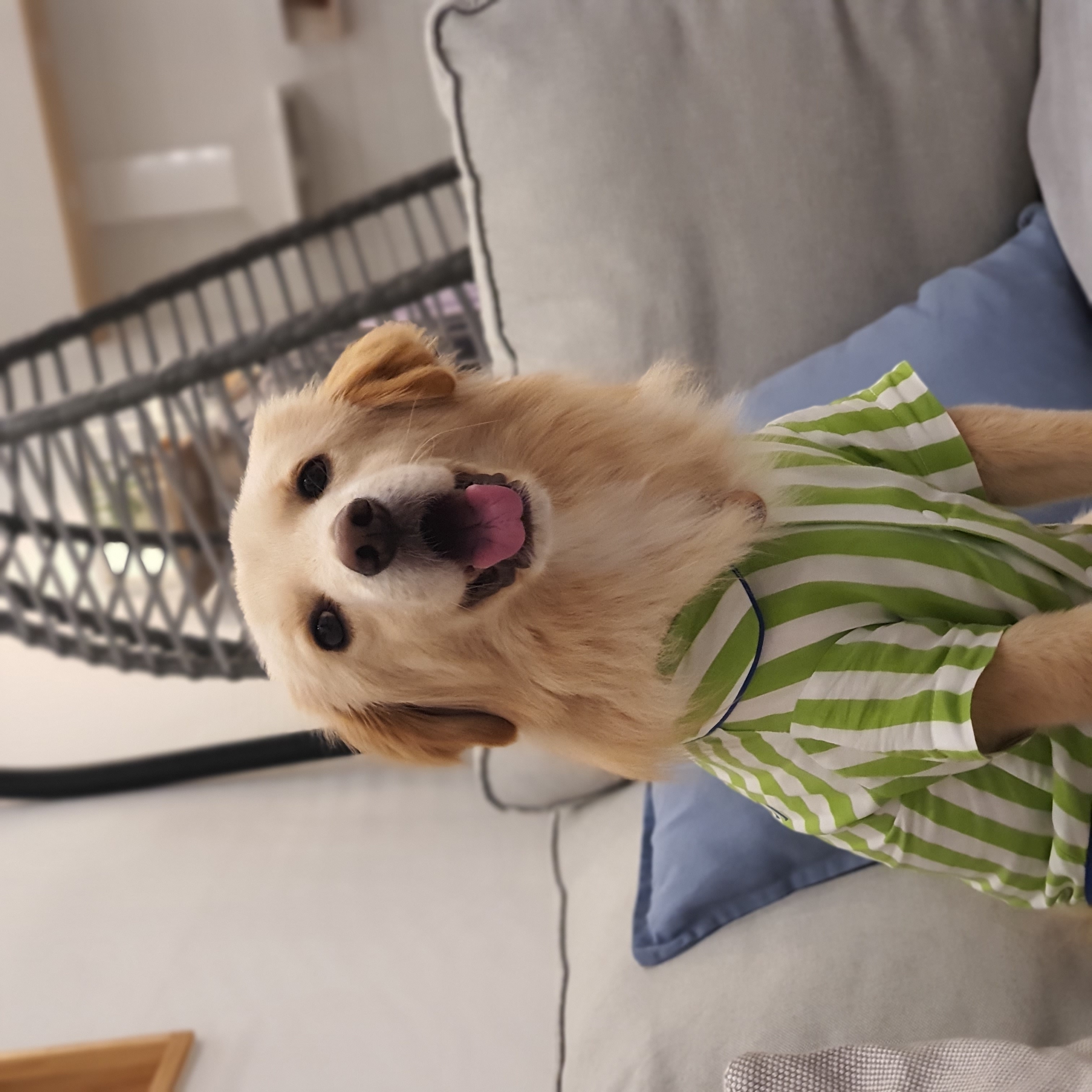 자몽이(구 육콩이)와 함께한 3개월