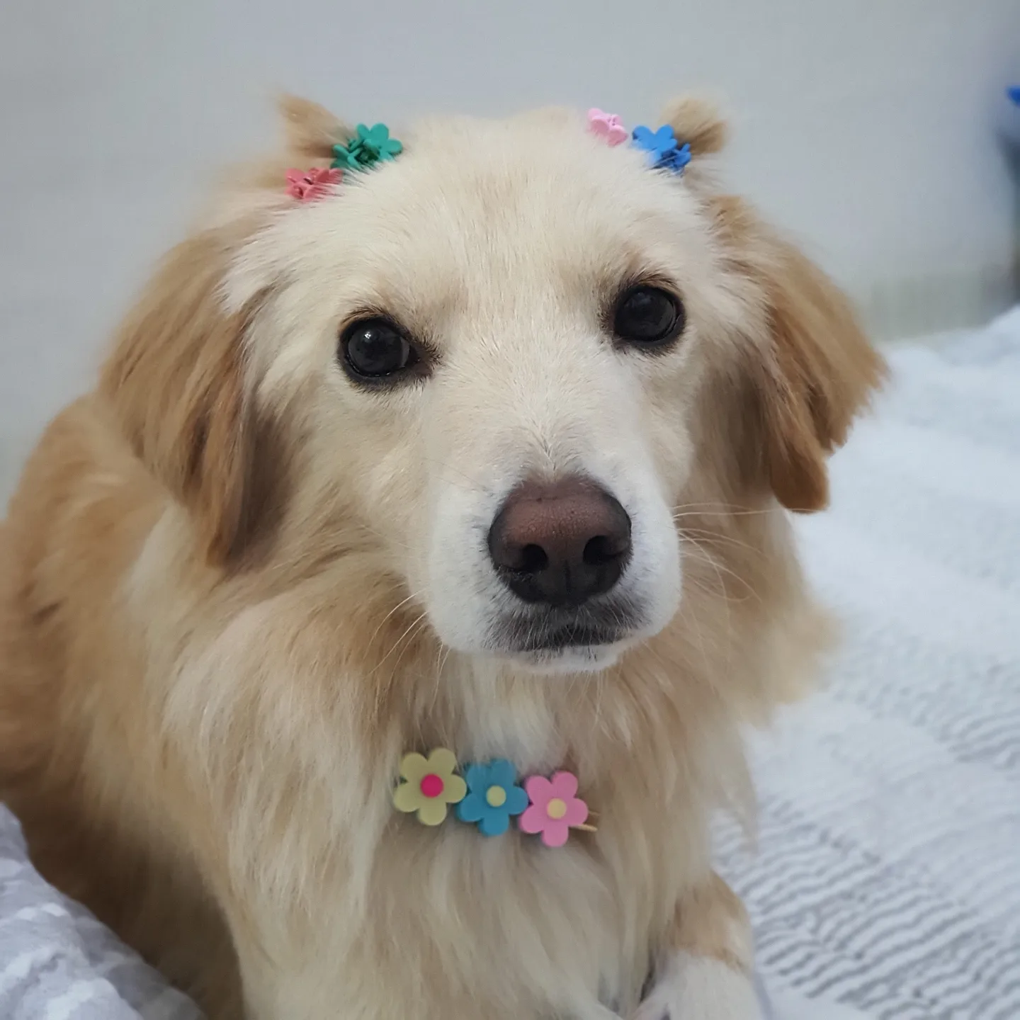 자몽이(구 육콩이)와 함께한 3개월