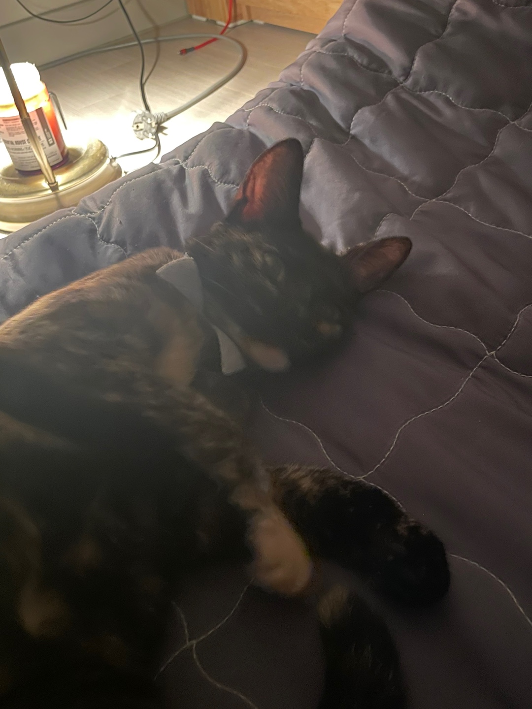 미쯔(고롱이) 와의 1 month