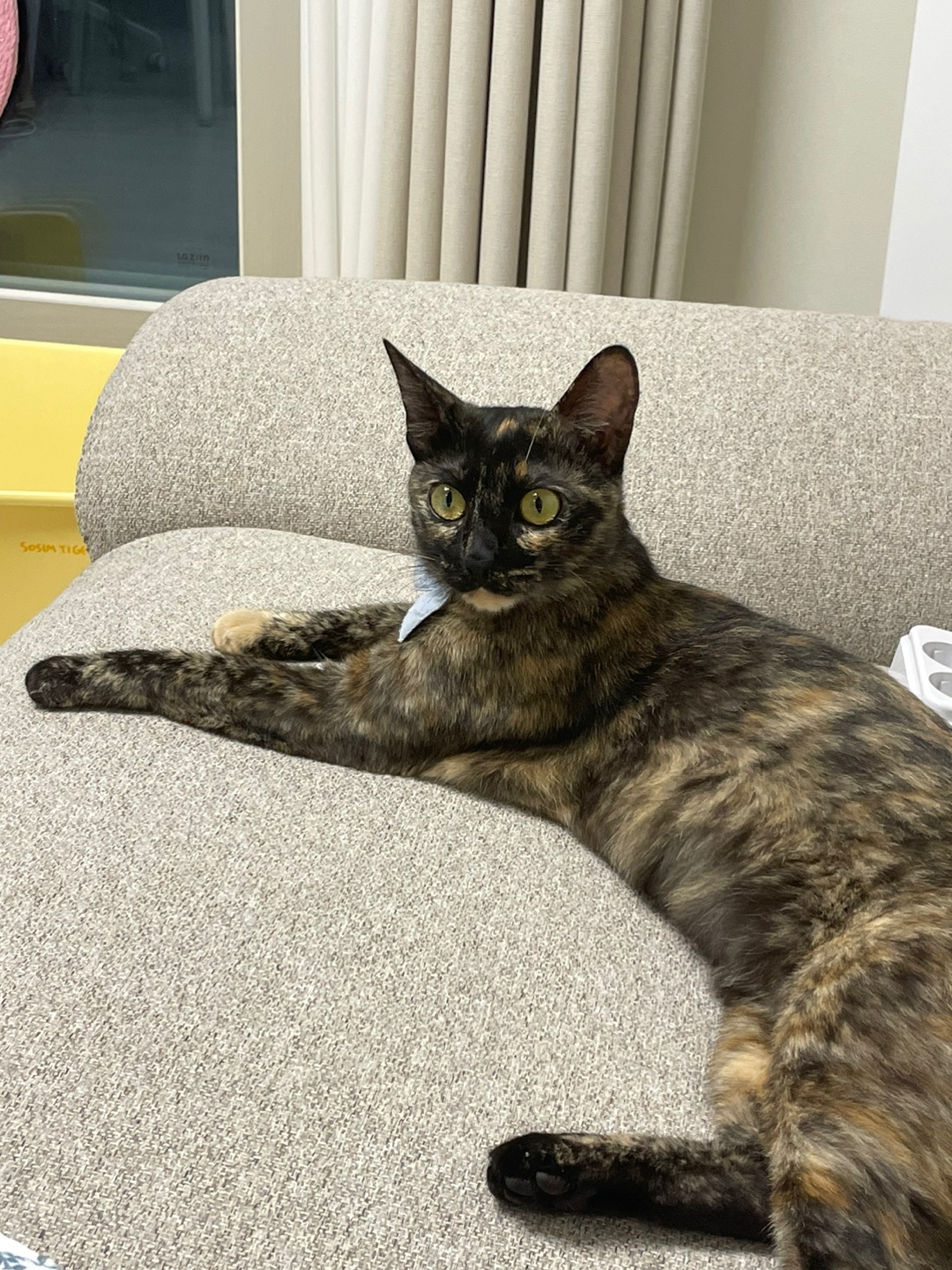 미쯔(고롱이) 와의 1 month