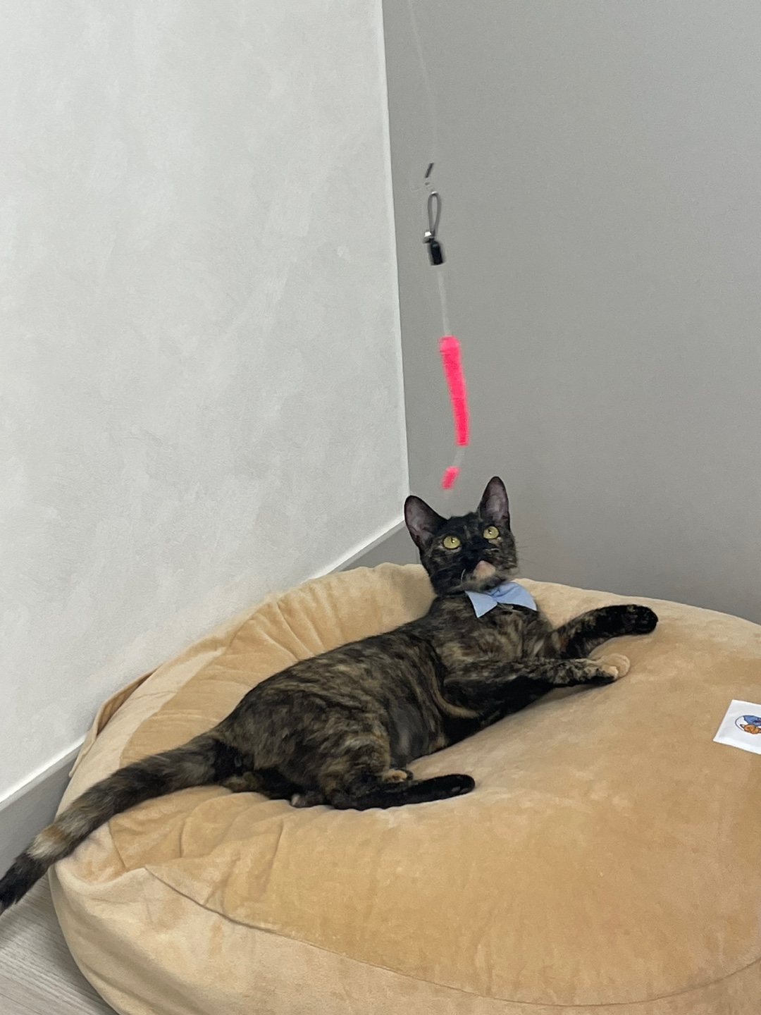 미쯔(고롱이) 와의 1 month